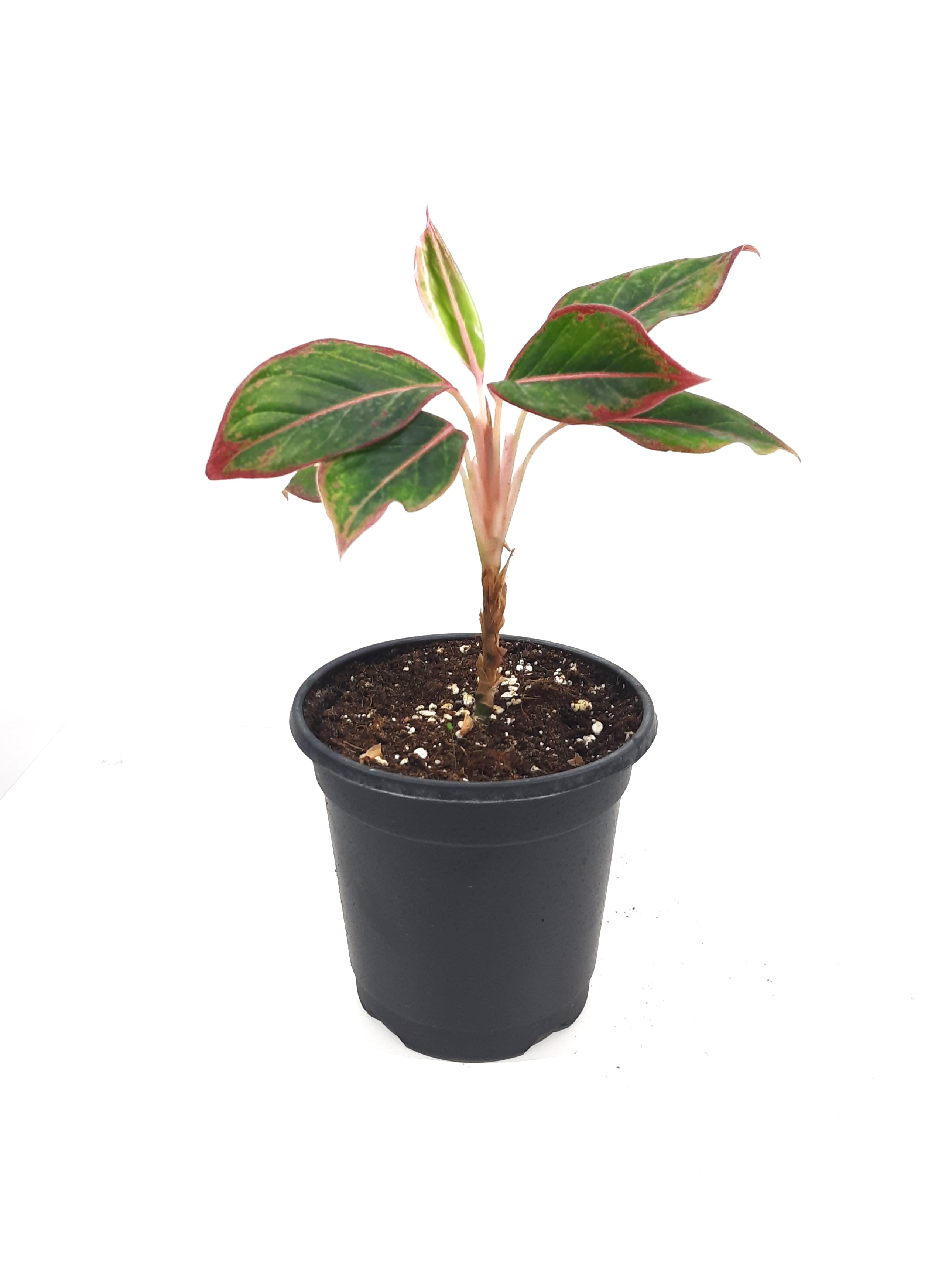Aglaonema SK 'Indoor Plants'