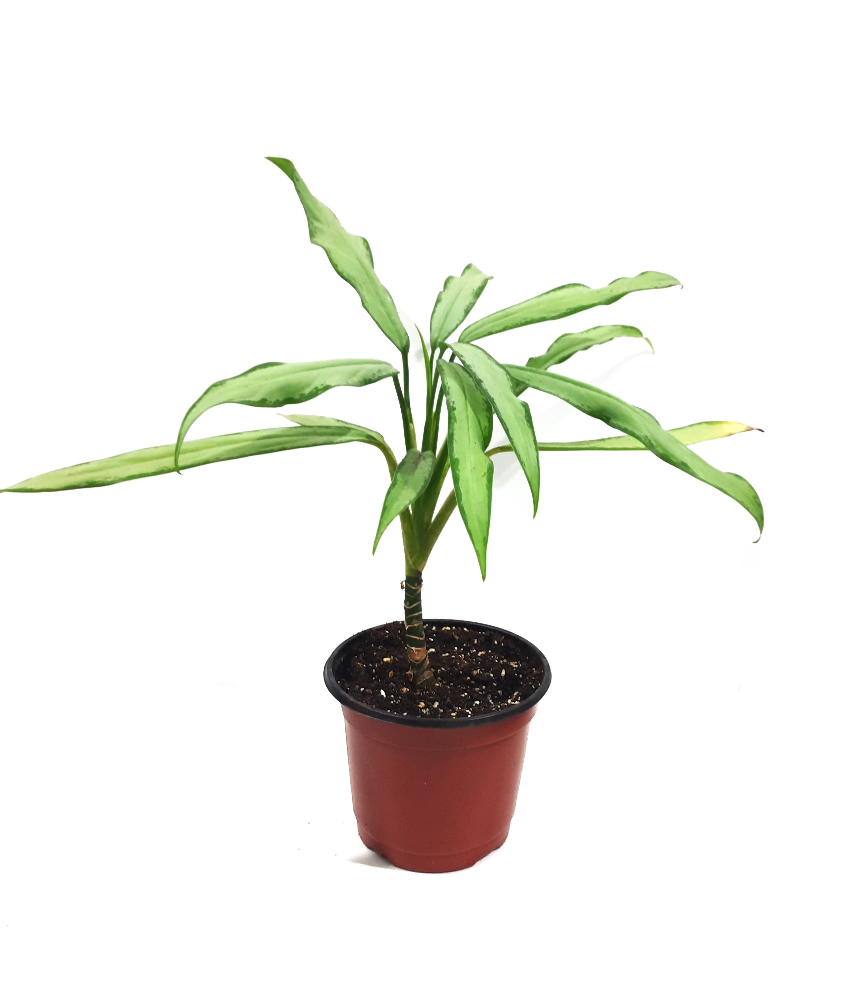 aglonema long leaves Indoor Plants