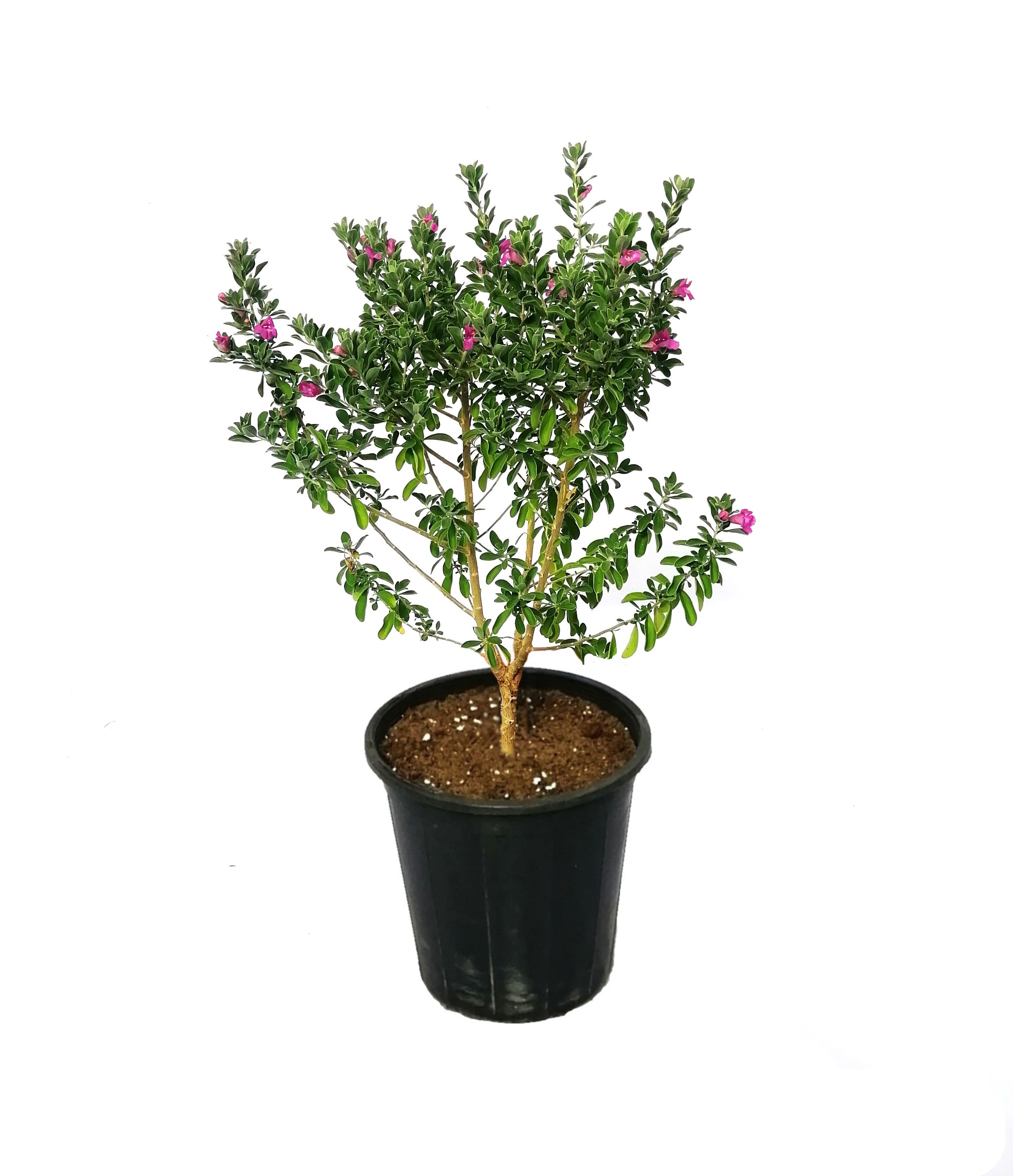 Leucophyllum Frutescens 'Outdoor Plants'