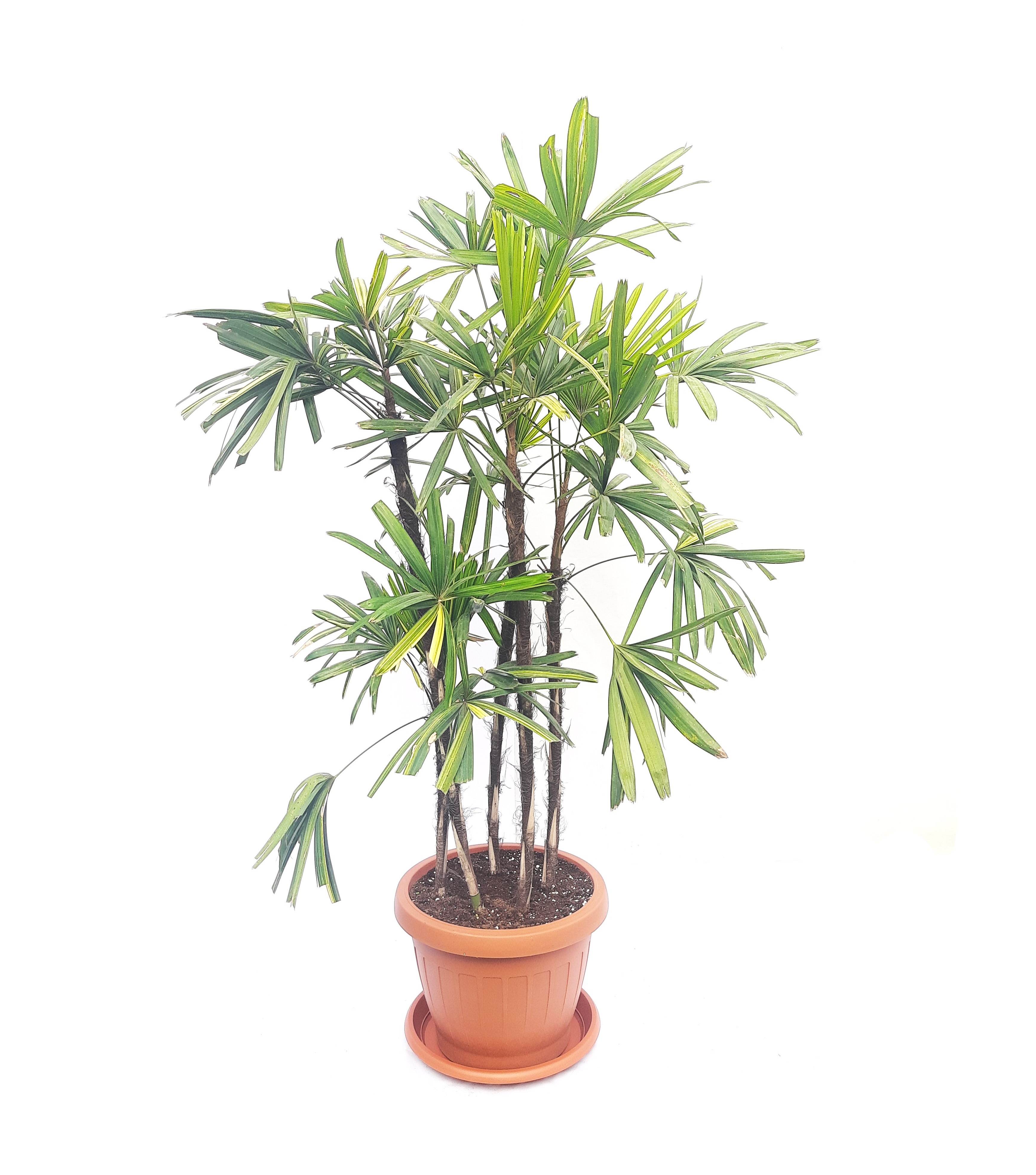 Rhapis excelsa with red pot Premium Collection