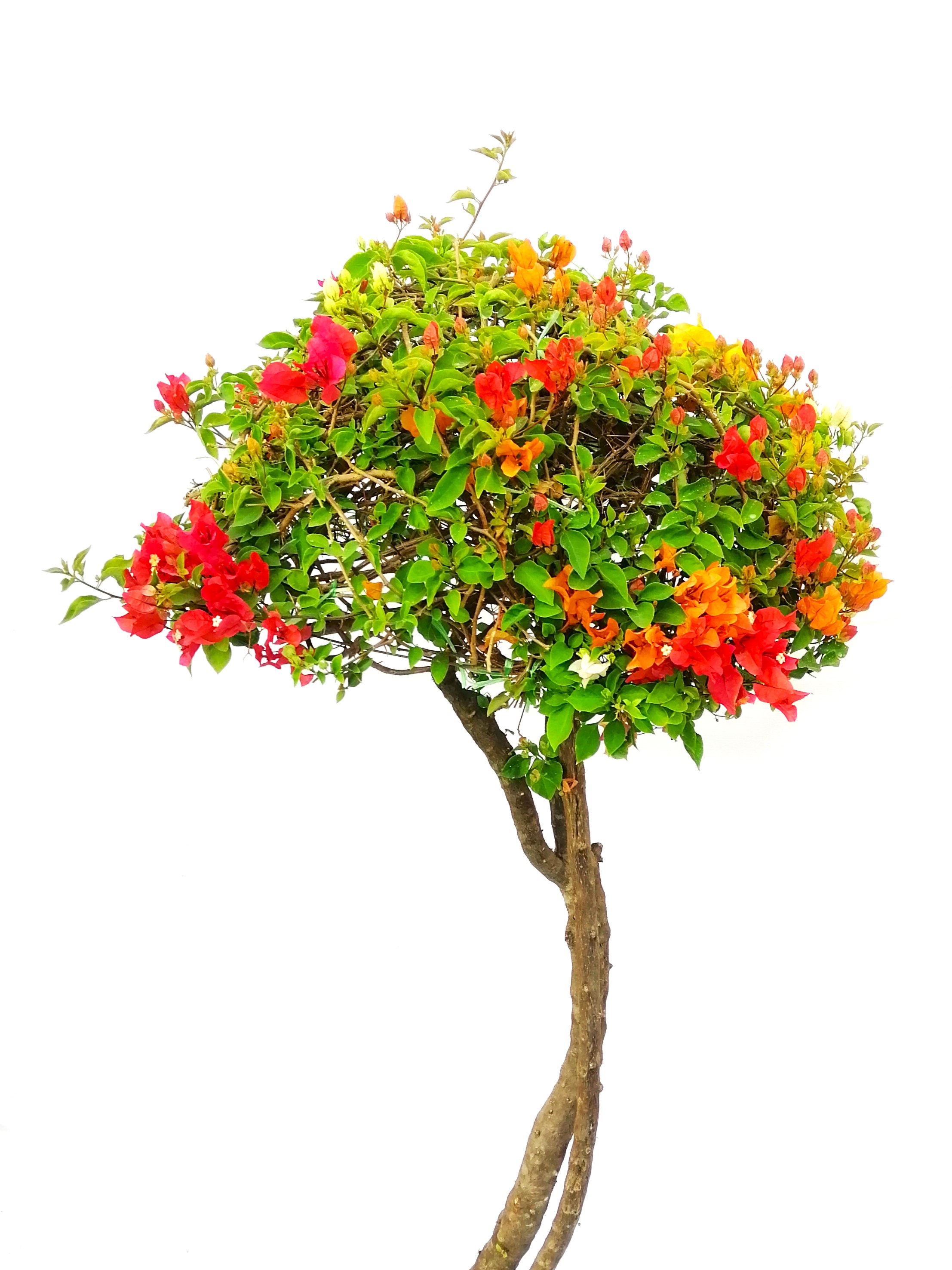 Bougainvillea Round dome with cemnt pot Premium Collection