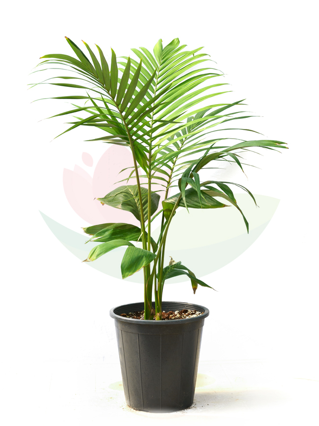 Kentia Double 25cm 'Indoor Plants'