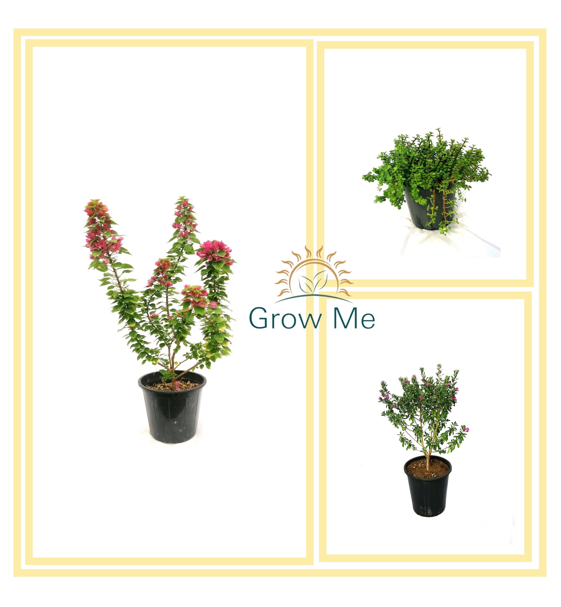Lycophyllum And Bougainviella And Elephant Bush Outdoor Plants