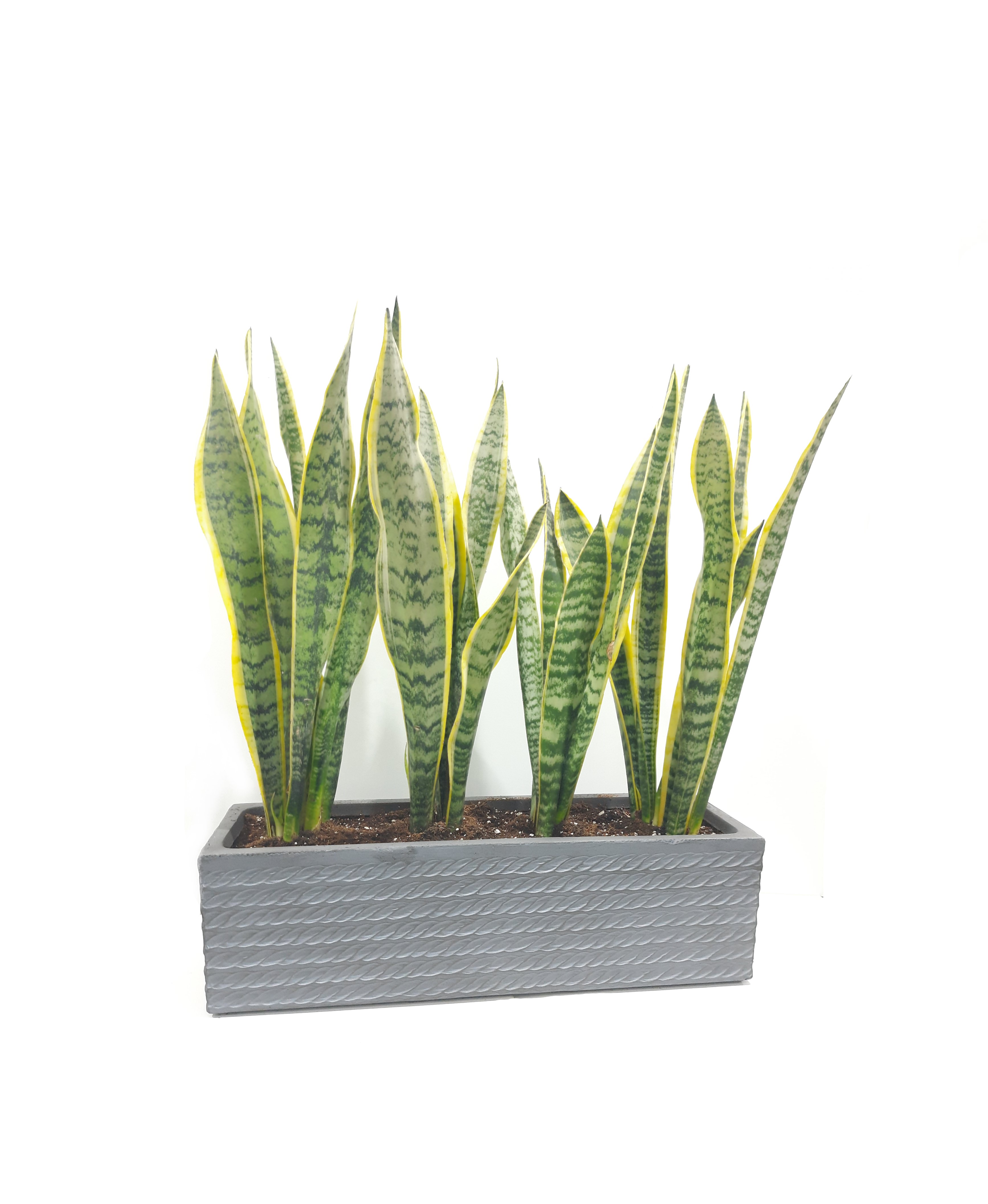 Sansevieria 3Pcs with Ceramic Pot Seasonal Specials