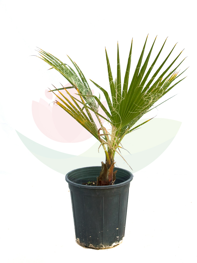 Washingtonia Palm 25cm 'Outdoor Plants'