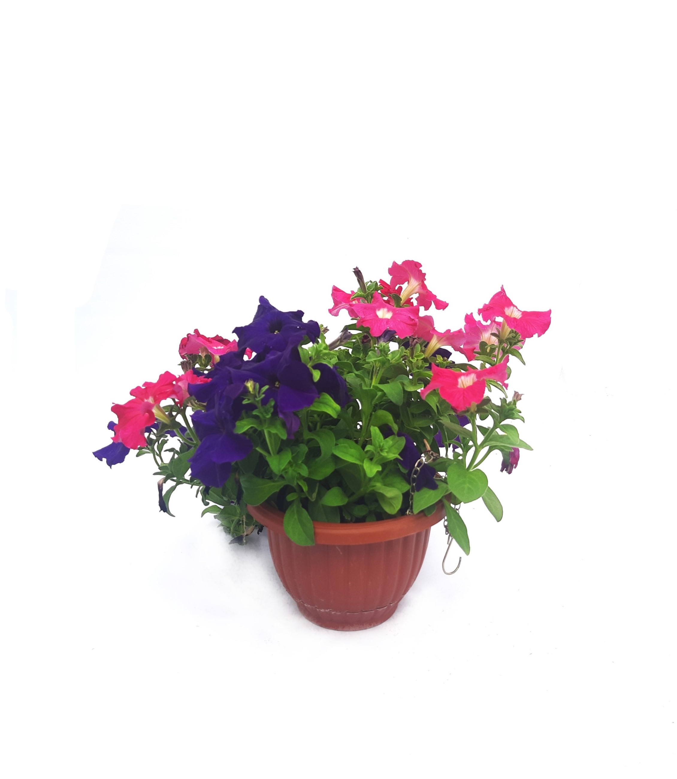 PETUNIA PURPLE AND ROSE WITH POT Outdoor Plants