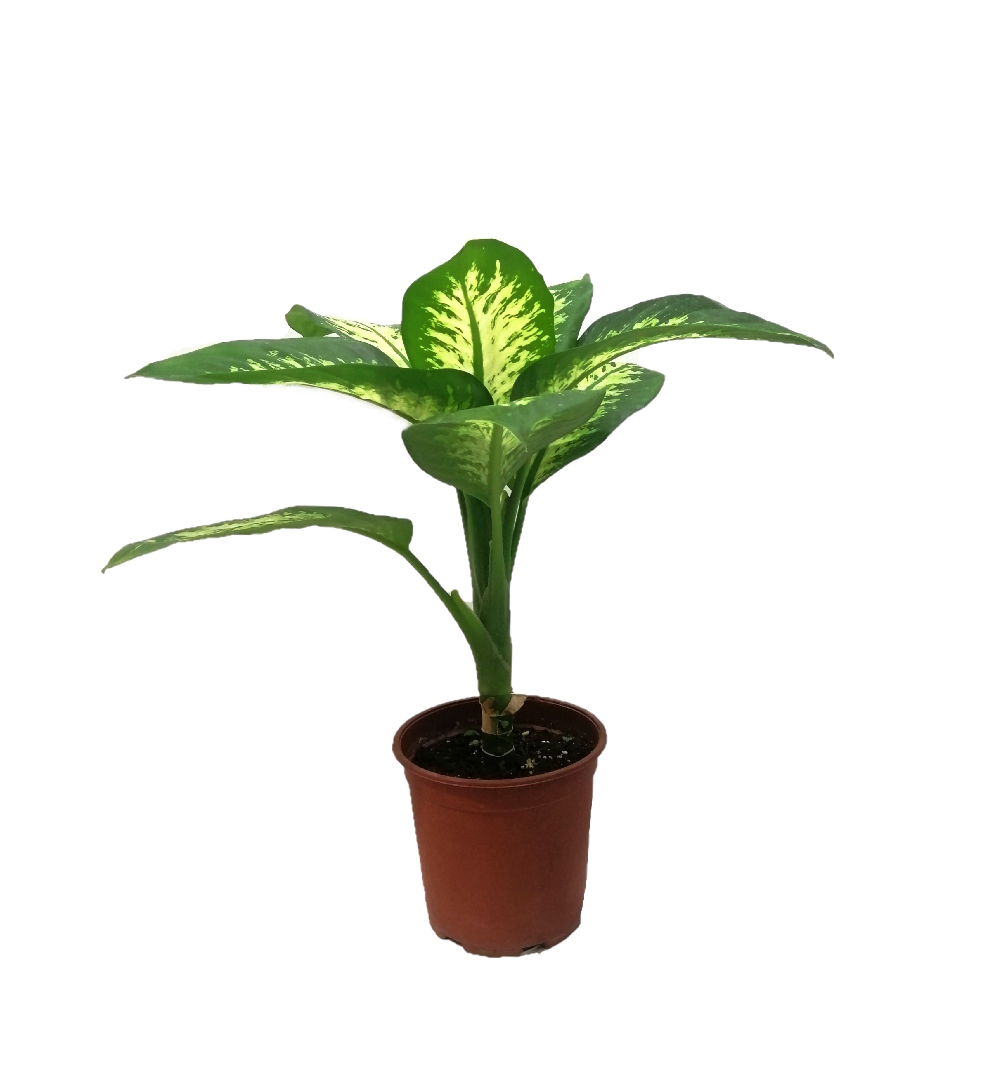 dieffenbachia Indoor Plants