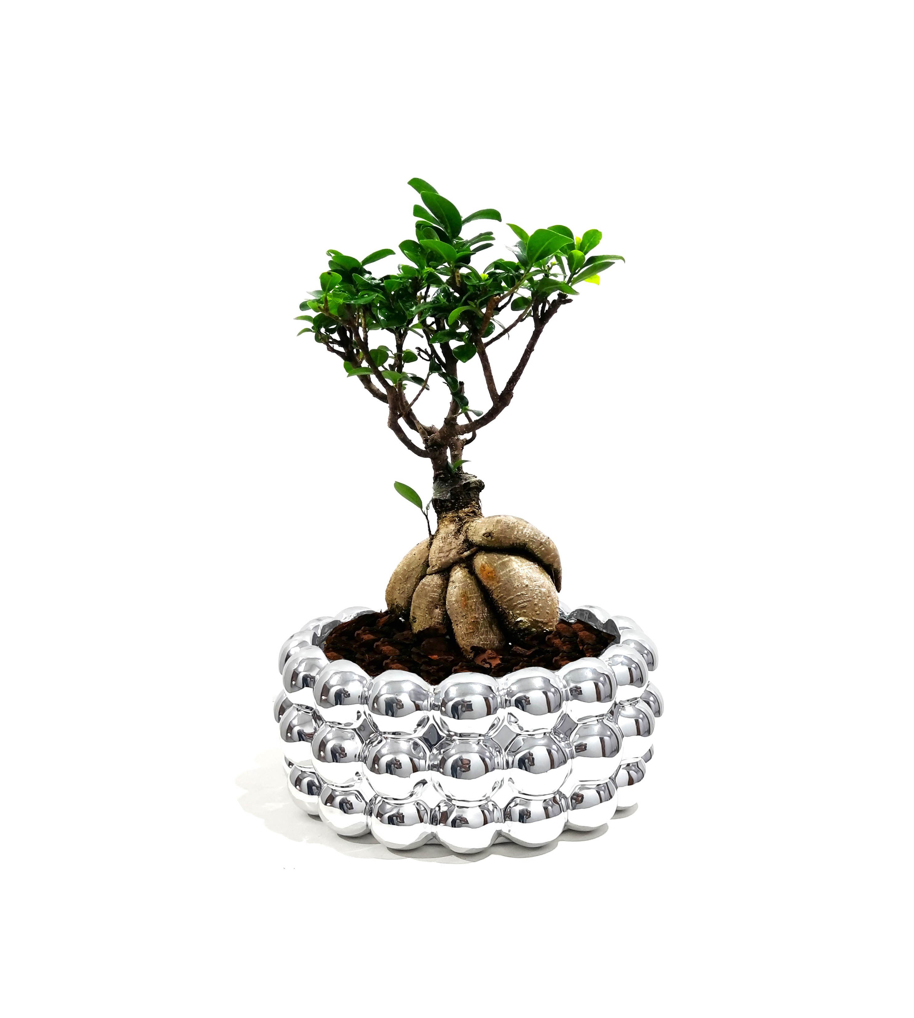 Bonsai with Silver Pot Value For Money