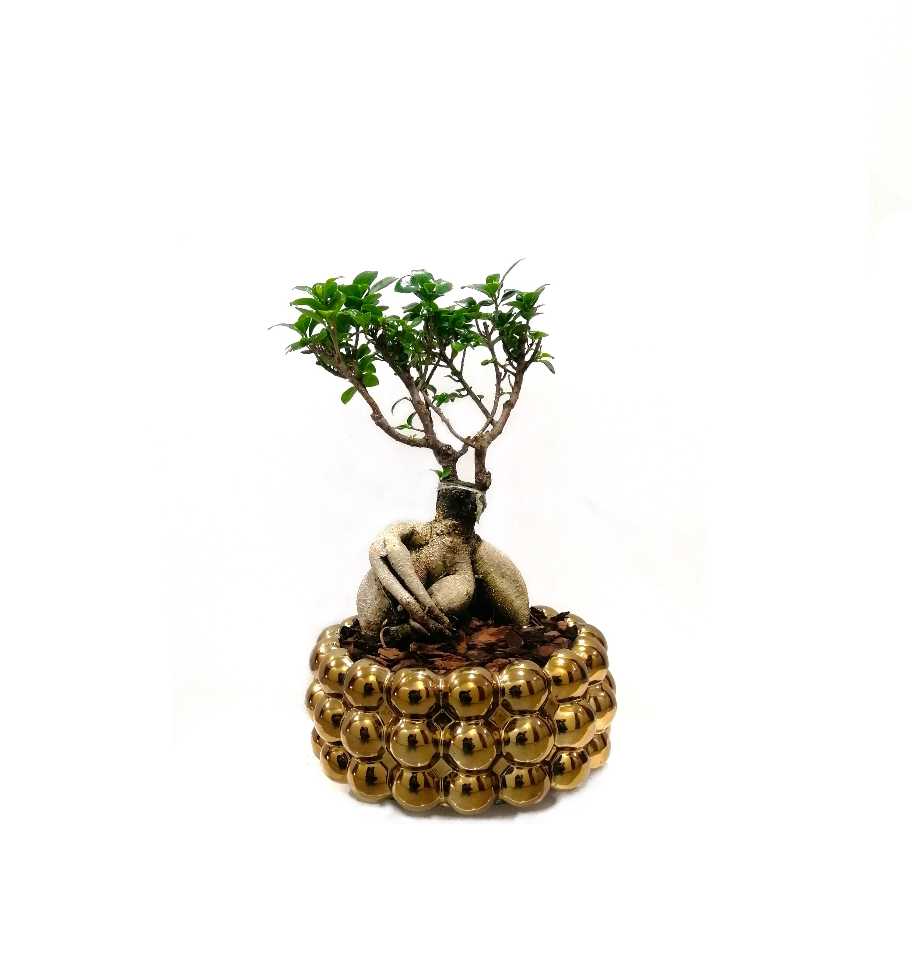 Bonsai with Golden Pot Seasonal Specials