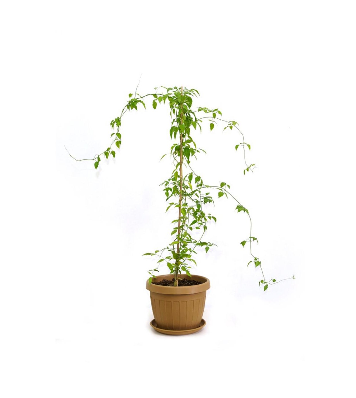 jasmine balady with plastic pot Outdoor Plants