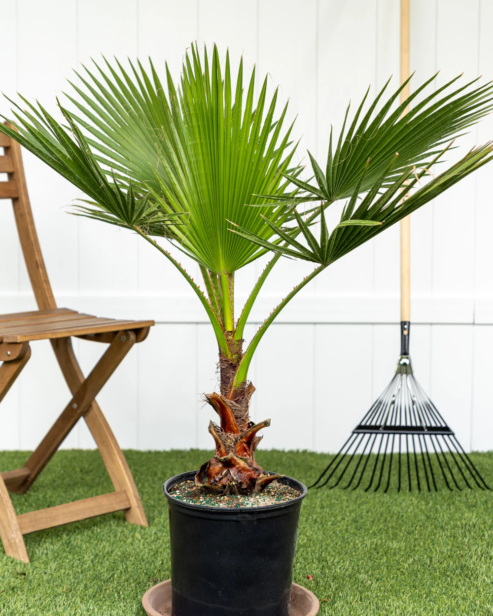Washingtonia Palm Outdoor Plants