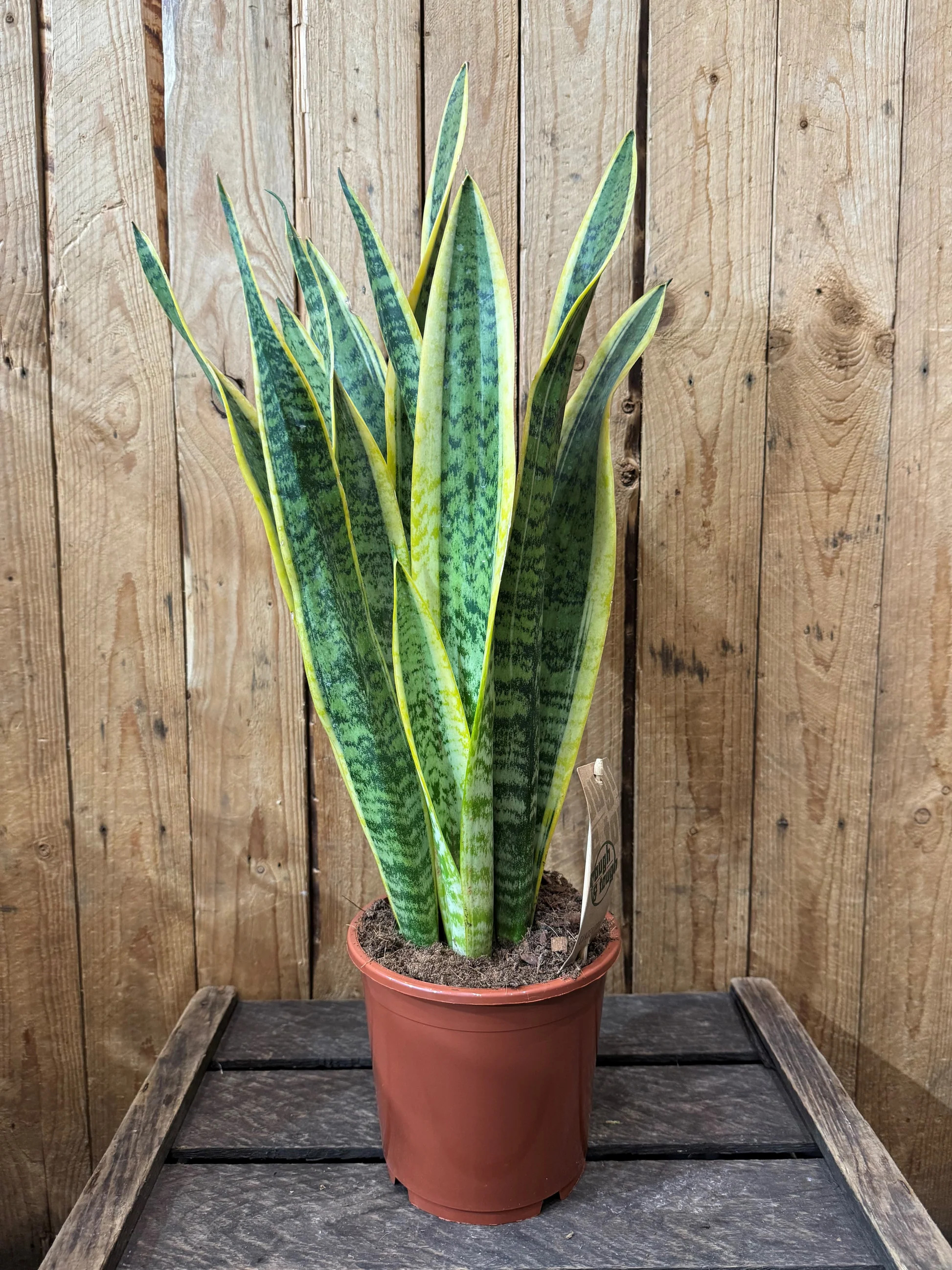 Snake Plant - Sansevieria Laurentii 'Seasonal Specials'