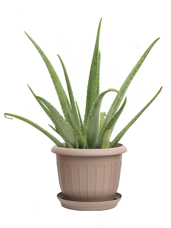 aloe vera with plastic pot Outdoor Plants