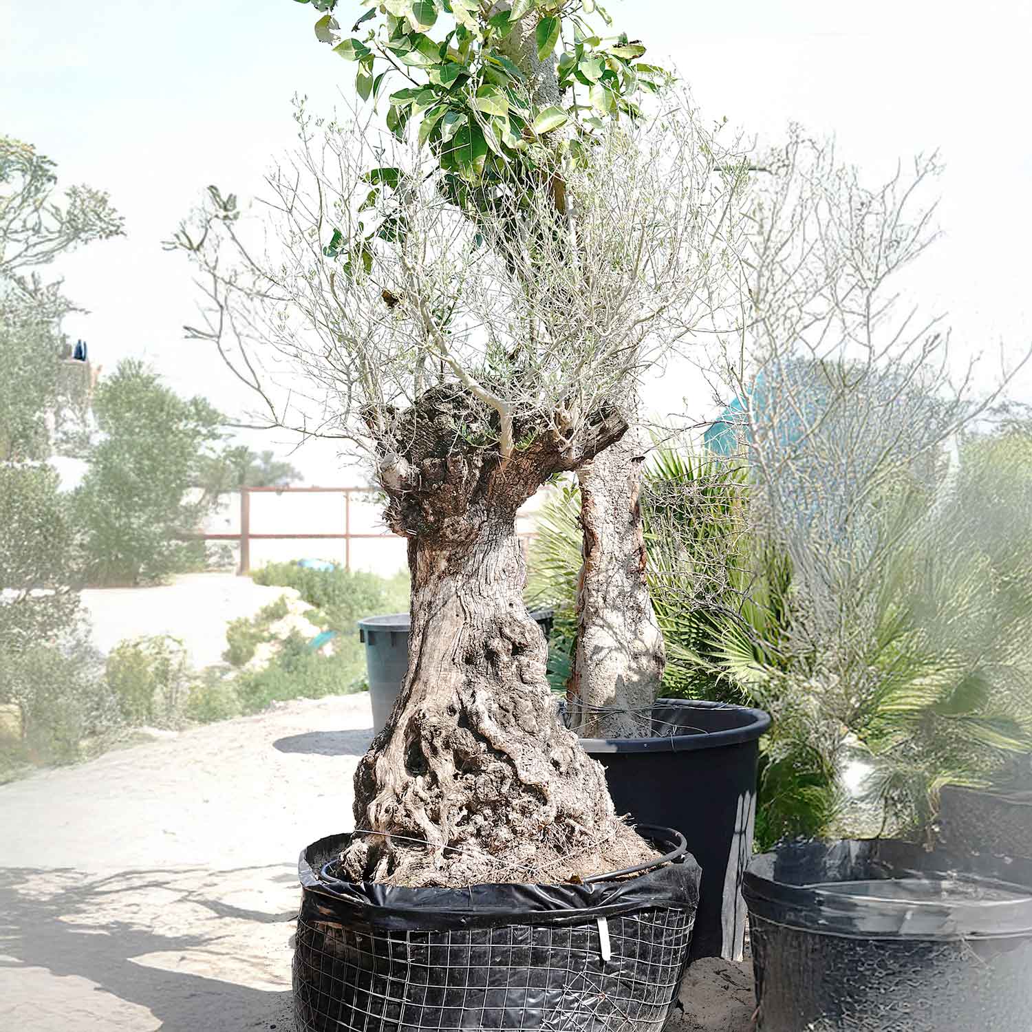 Olive Tree22 'Premium Collection'