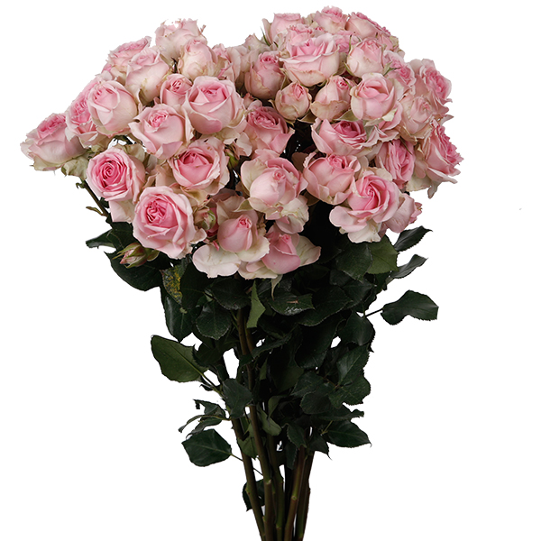 Baby Rose Dinara Wholesale Flowers