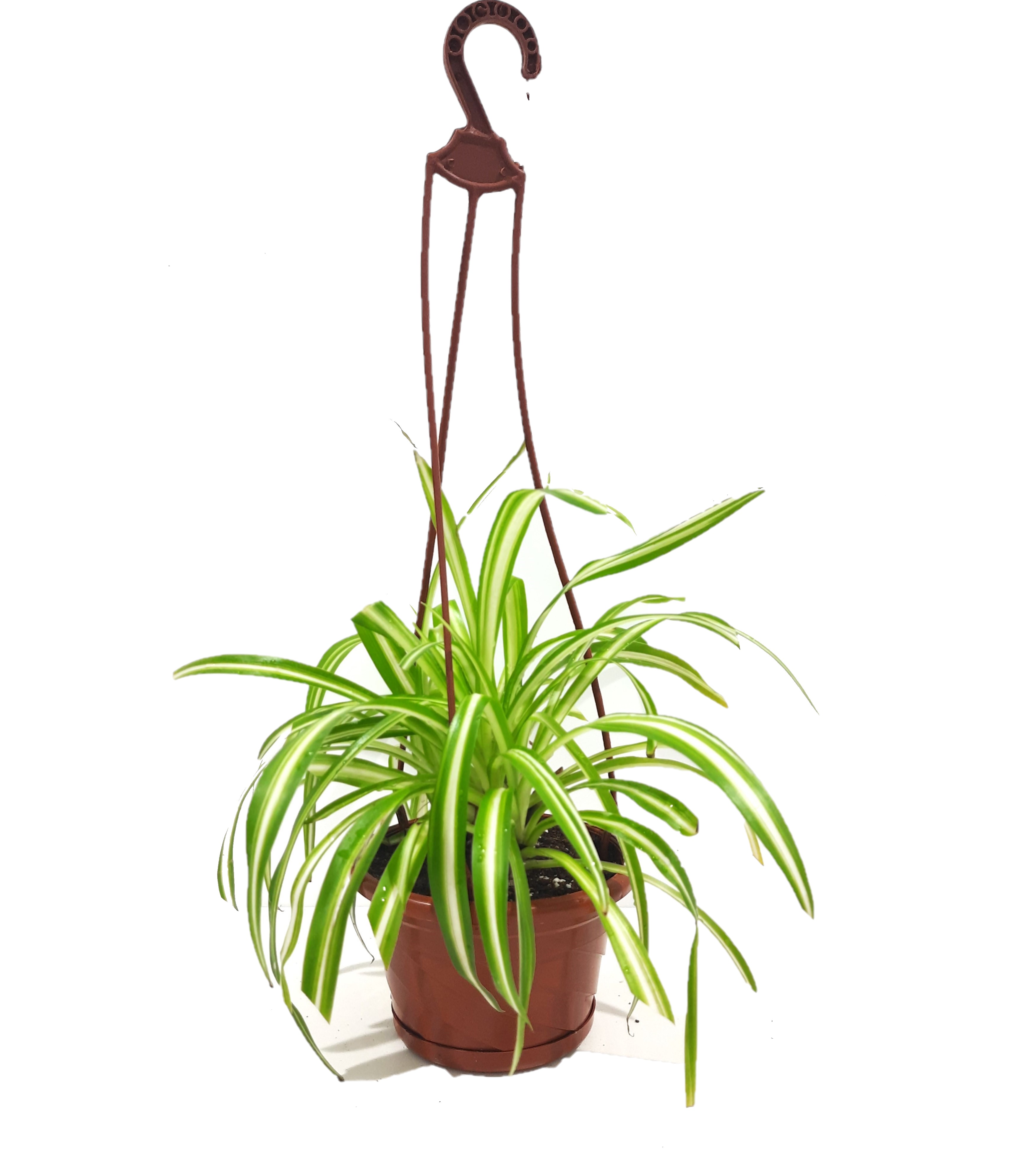 Spider Plant Value For Money