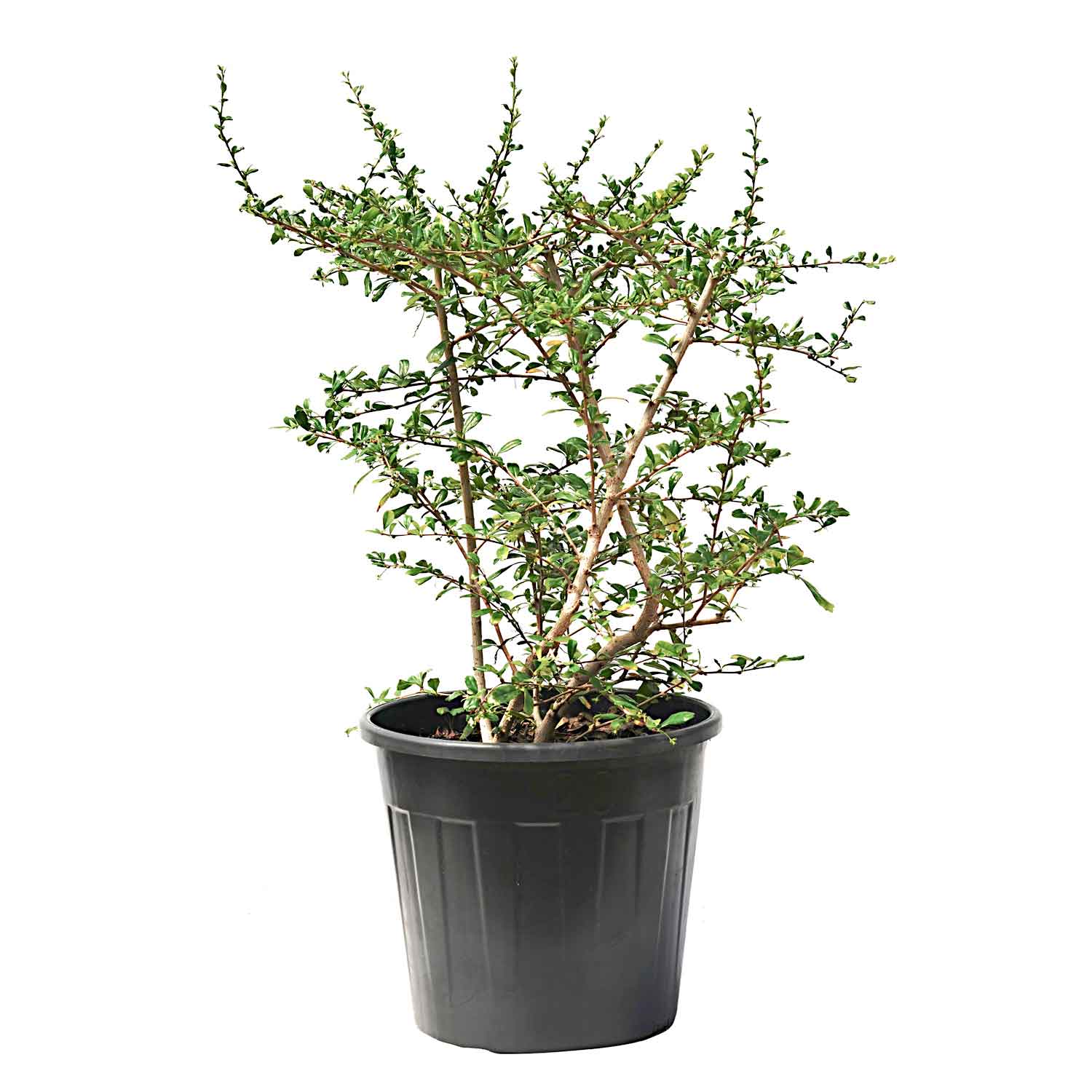 Carmona Ball Shape 35cm  'Outdoor Plants'