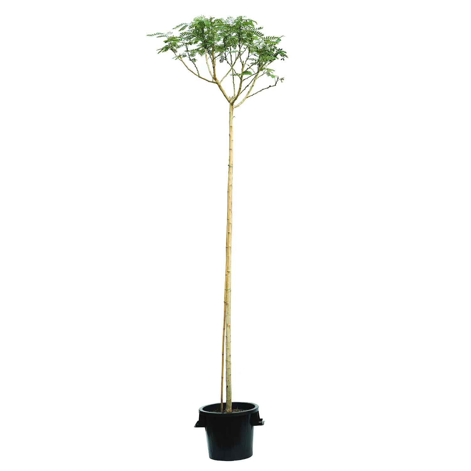 Albizia Lebbeck 1.5 Inch Local Production  'Outdoor Plants'