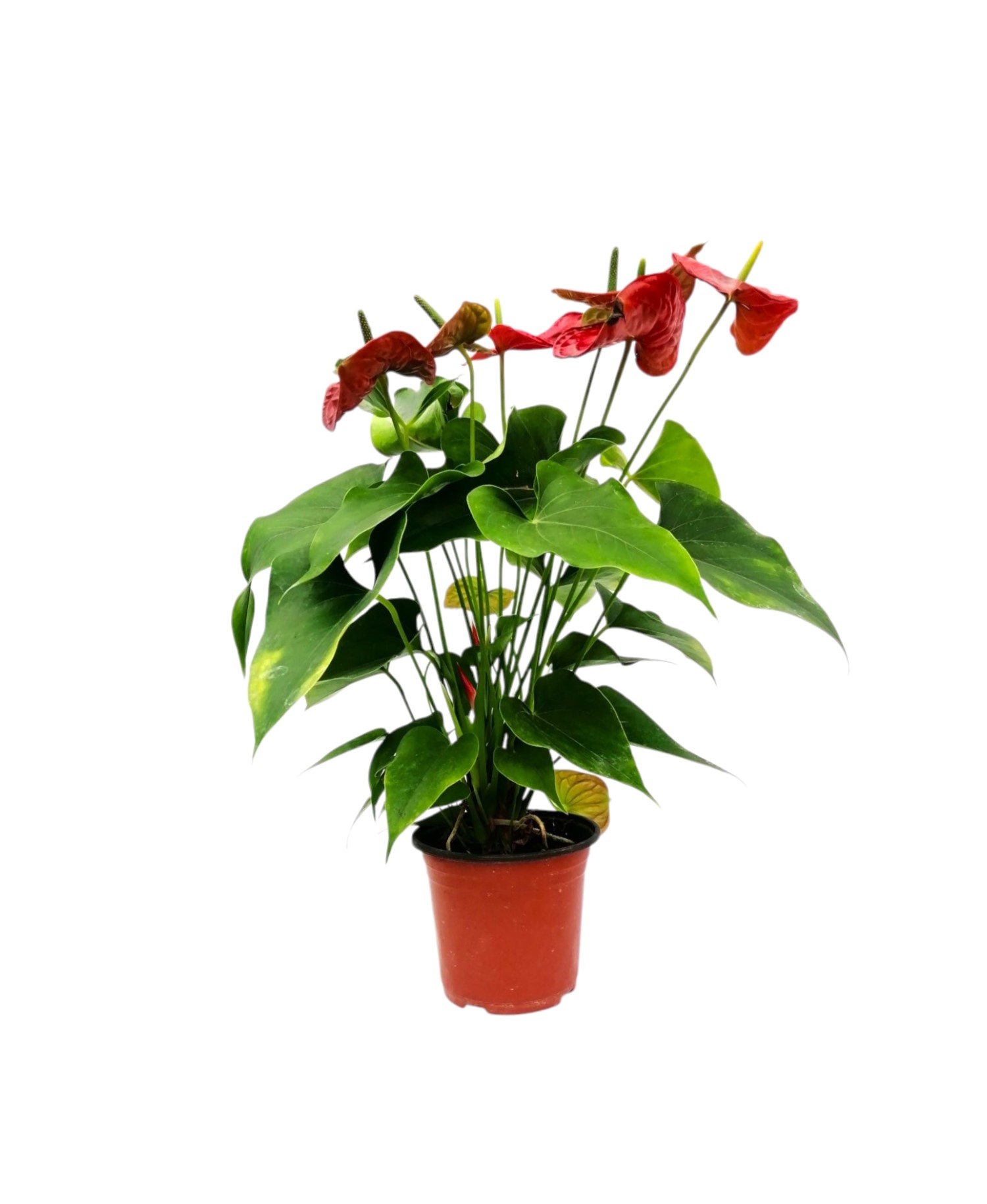 انثوريوم احمر نباتات داخلية