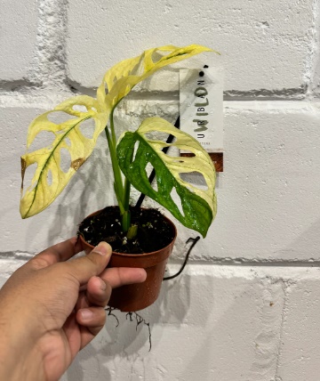 Monstera Adansonii Variegated Indoor Plants