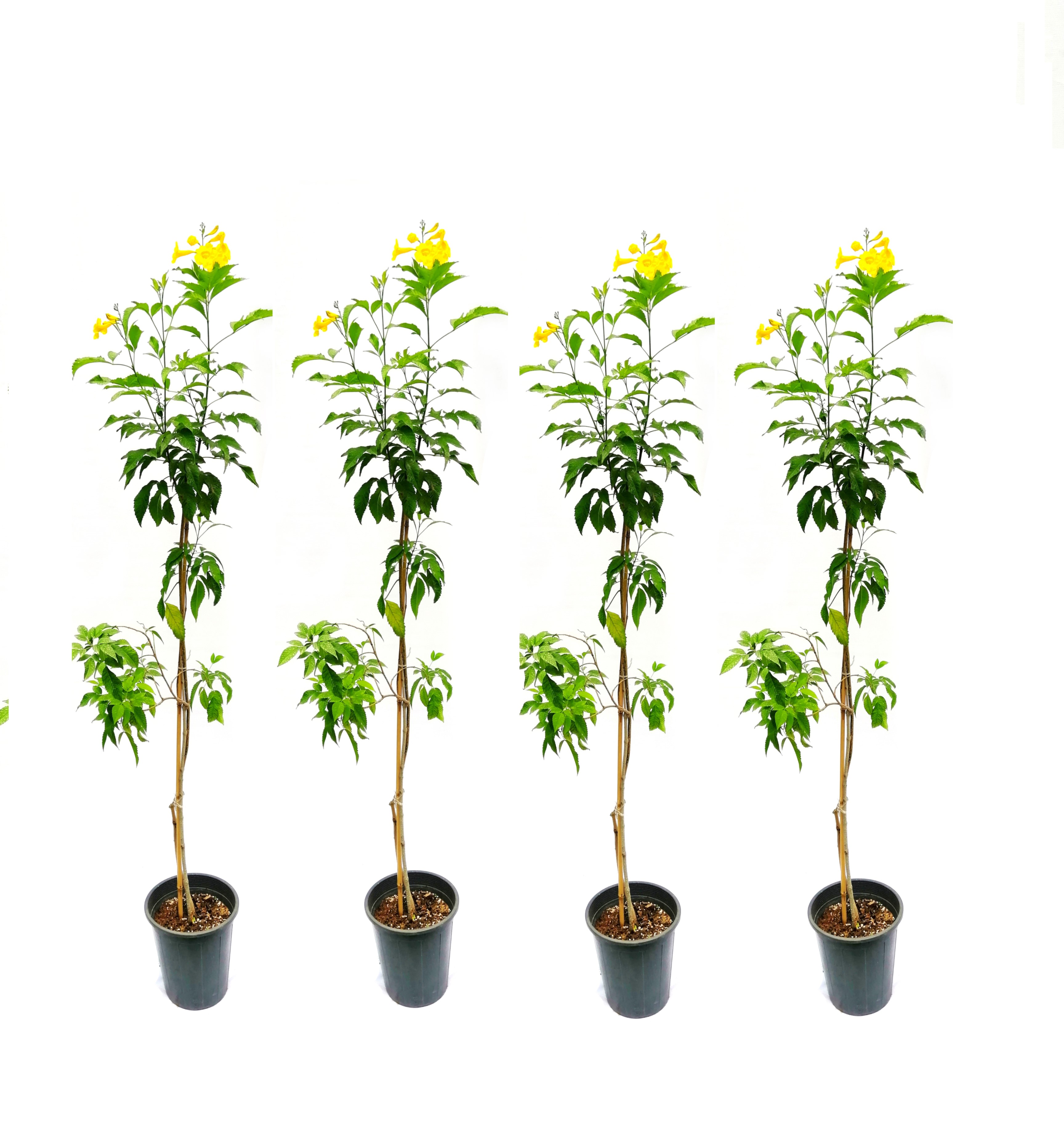 Tecoma - 4 Pcs  Outdoor Plants