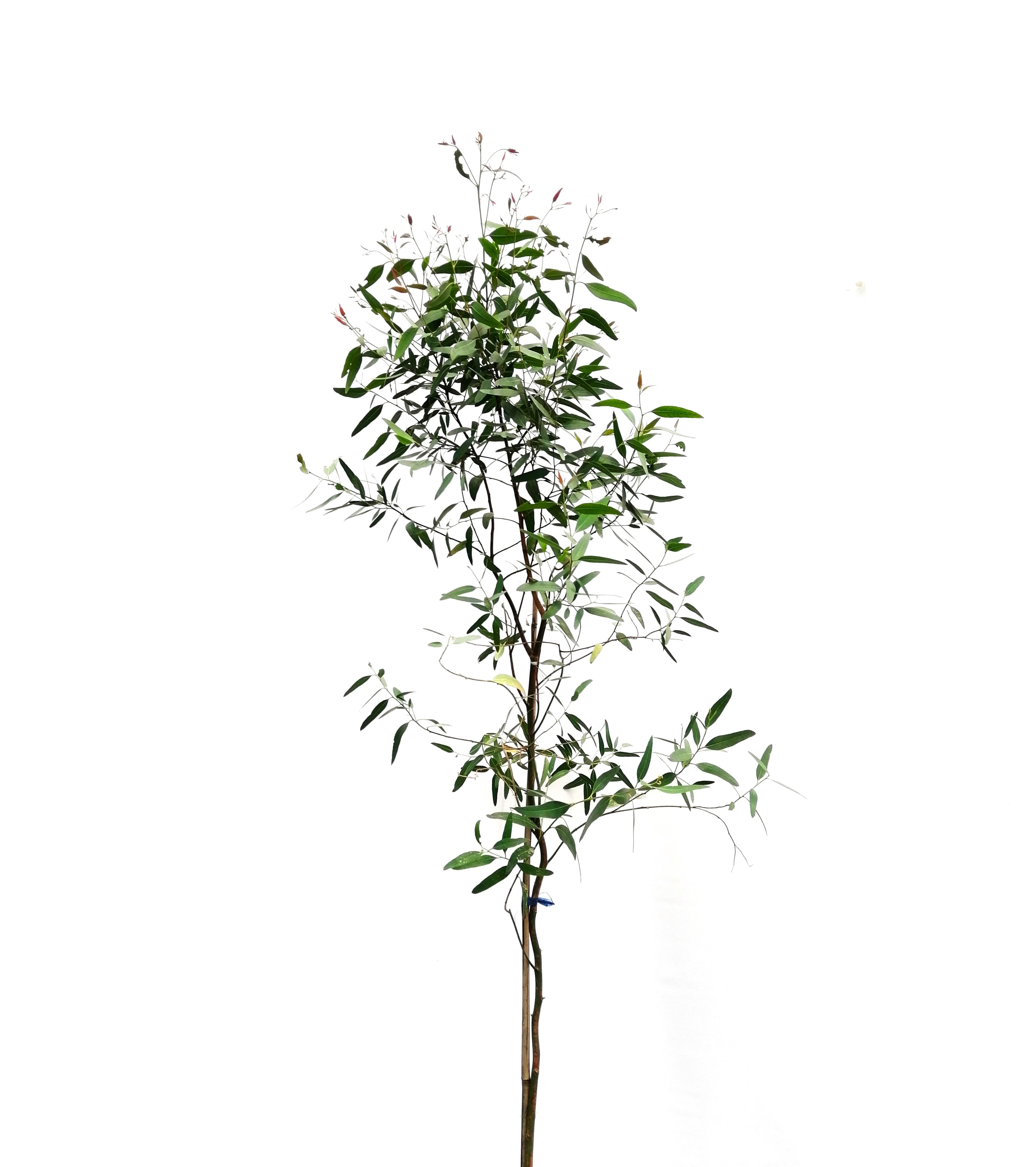 QUINA- Pot 30 Cm 'Outdoor Plants'