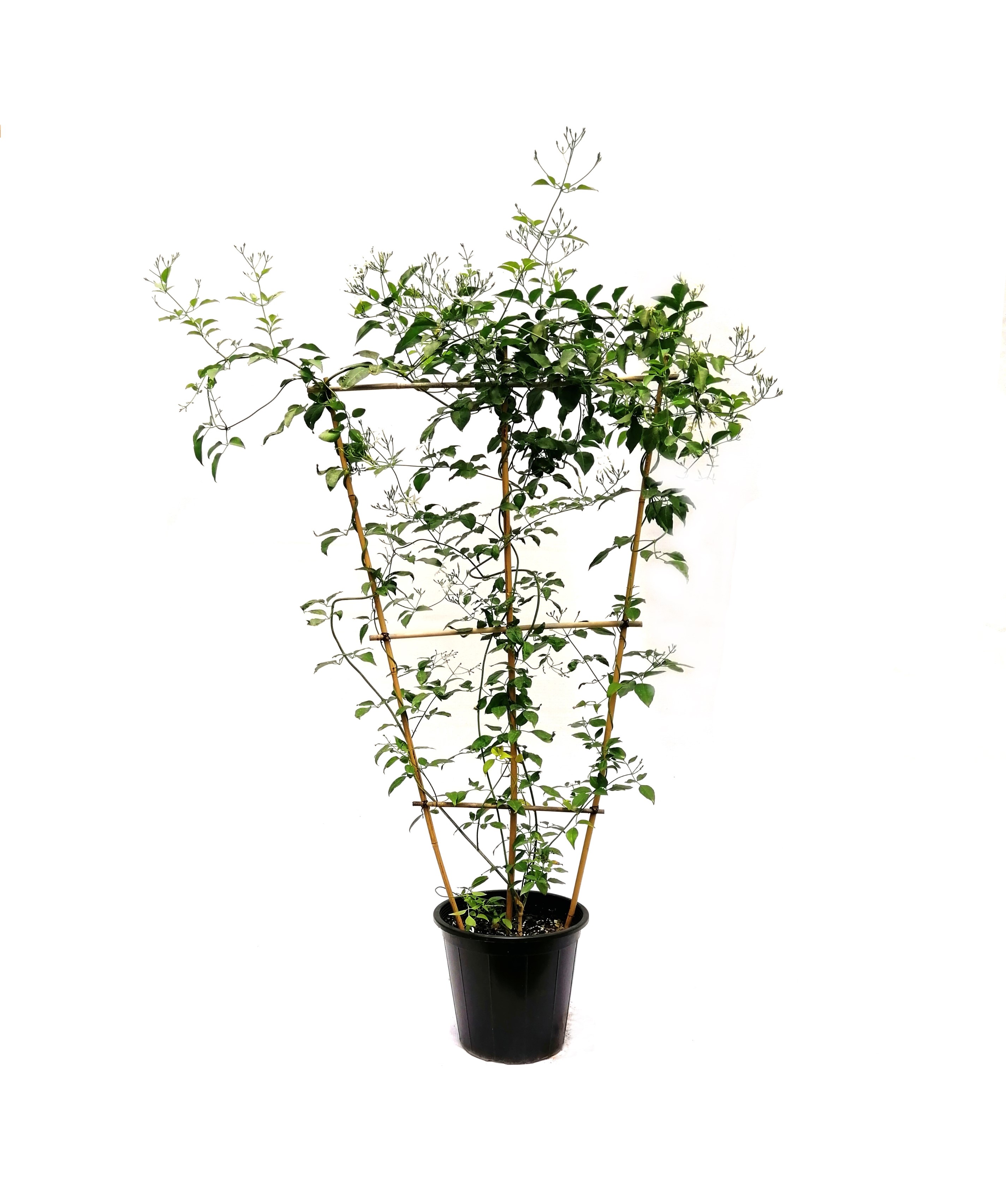 Jasmine Moroccan Outdoor Plants