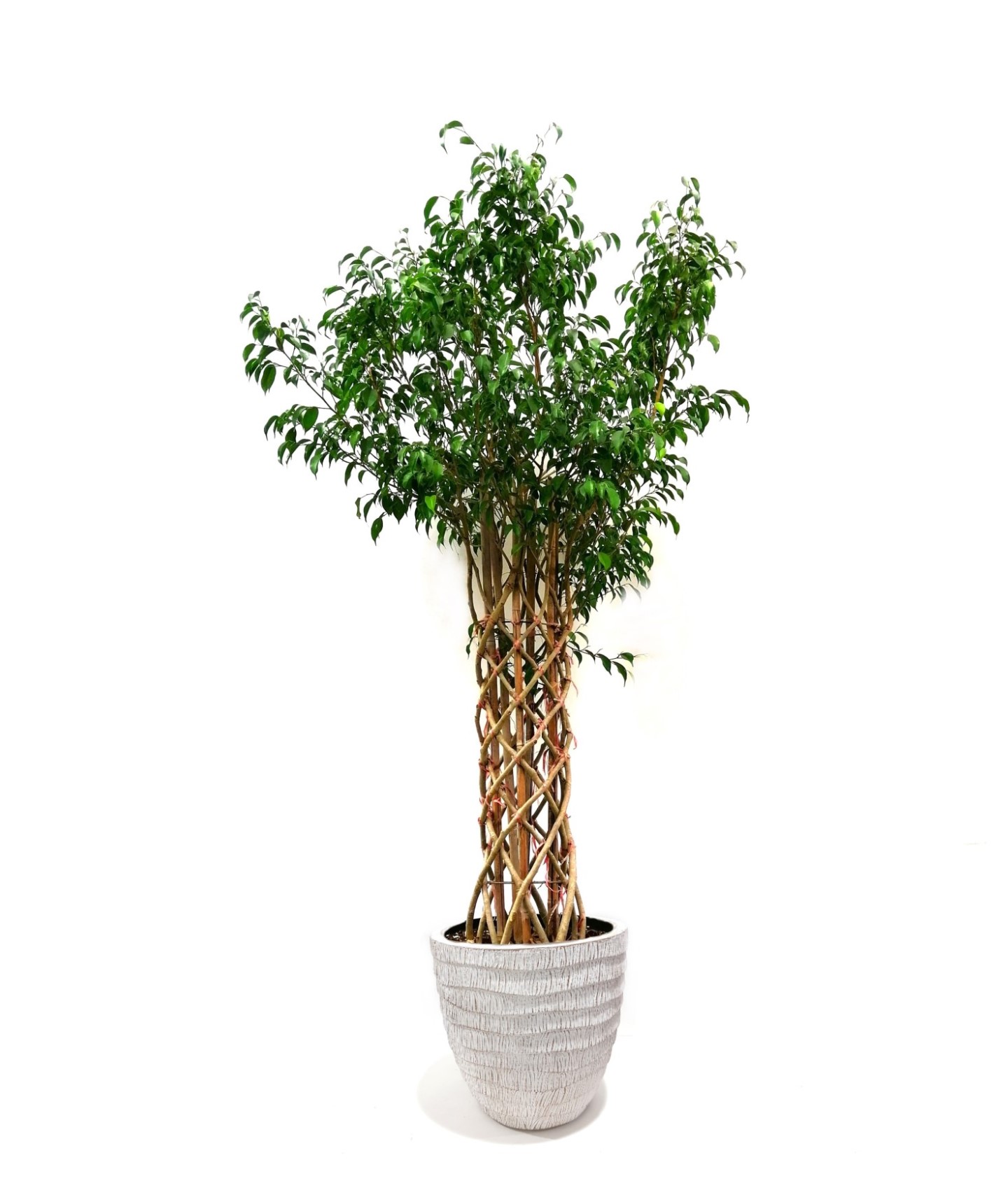 Ficus Benjamina with pot Premium Collection