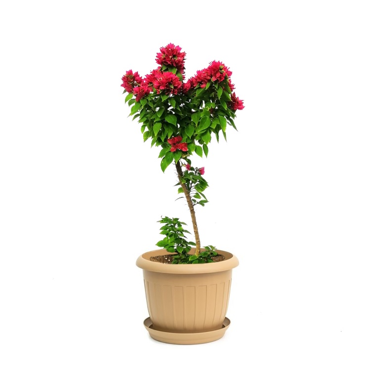 bougainviella with beige plastic pot Outdoor Plants