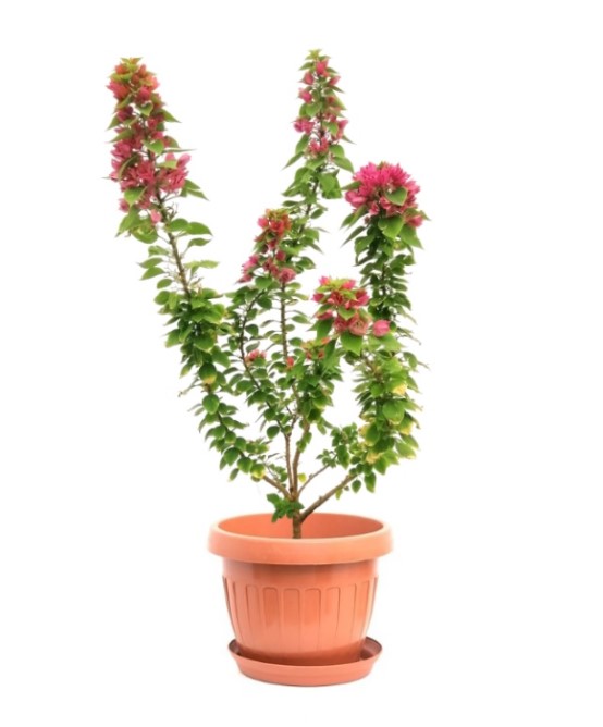 bougainvillea with clay plastic pot Outdoor Plants