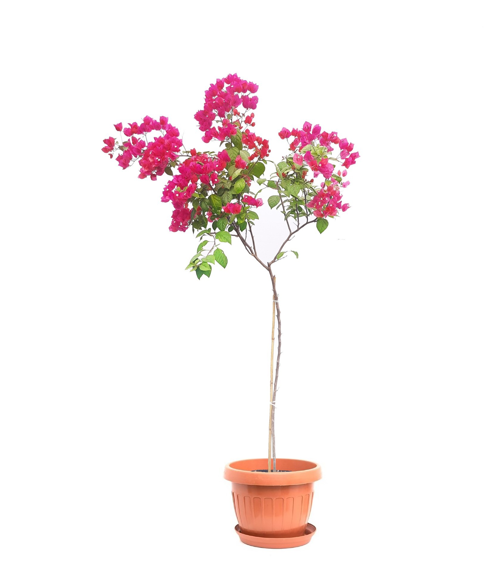  مجنونة مع حوض بلاستيك نباتات خارجية