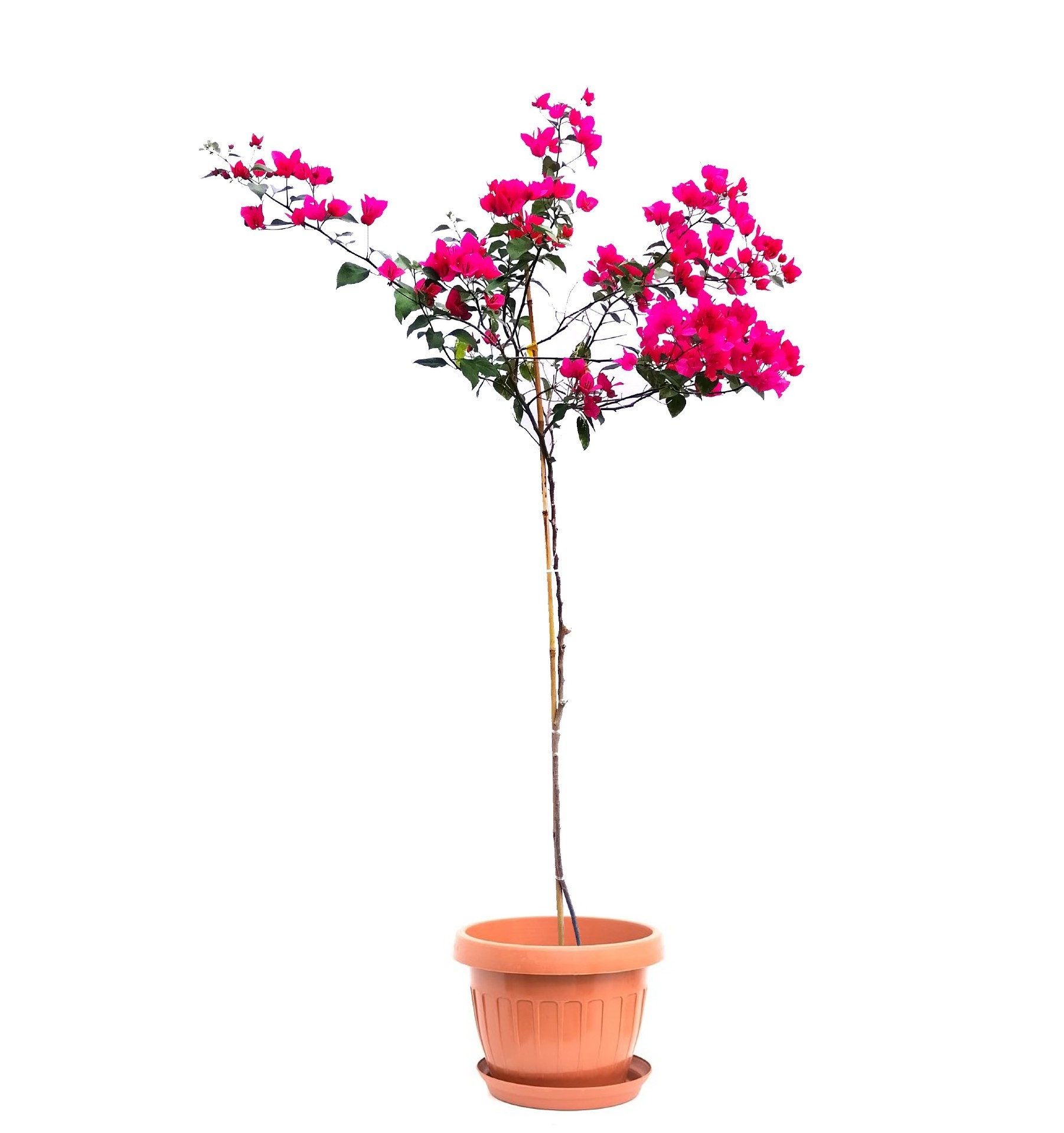 bougainvillea wihte with black plastic pot Outdoor Plants