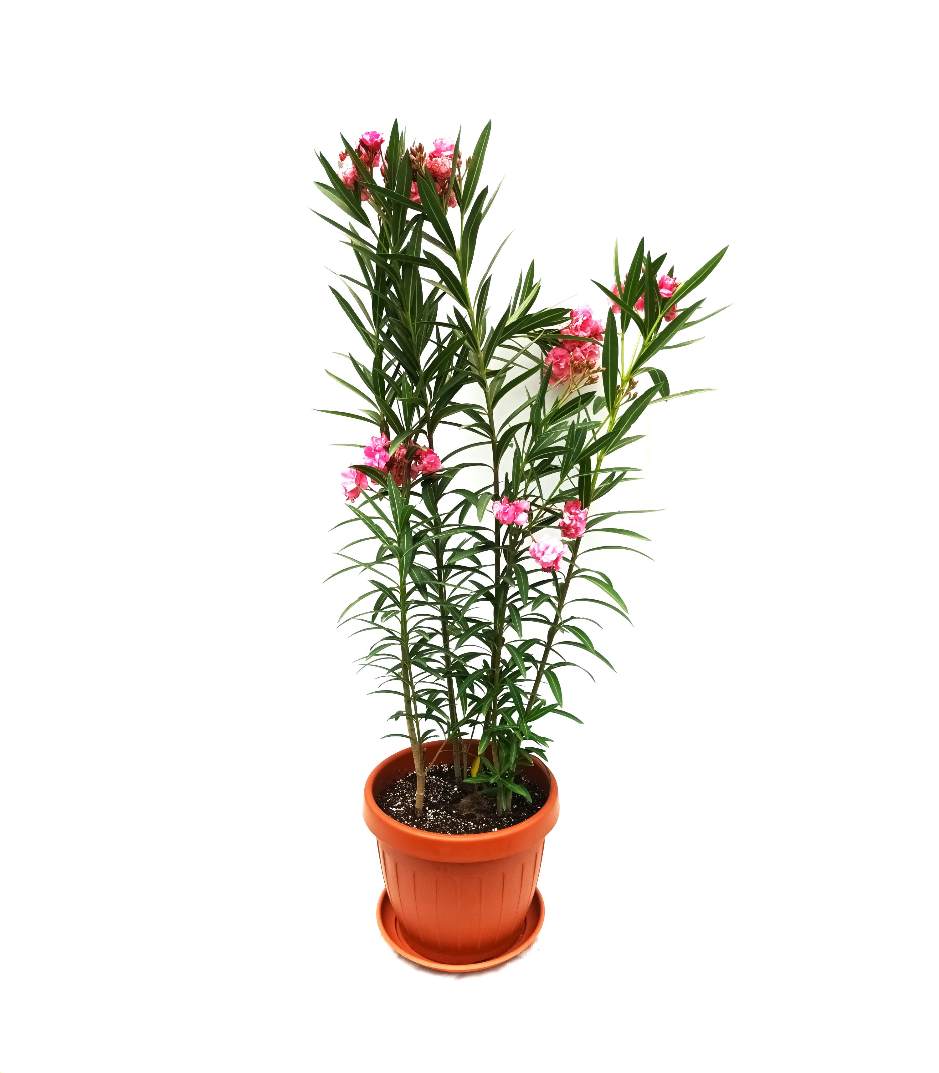 oleander rose With pot Value For Money