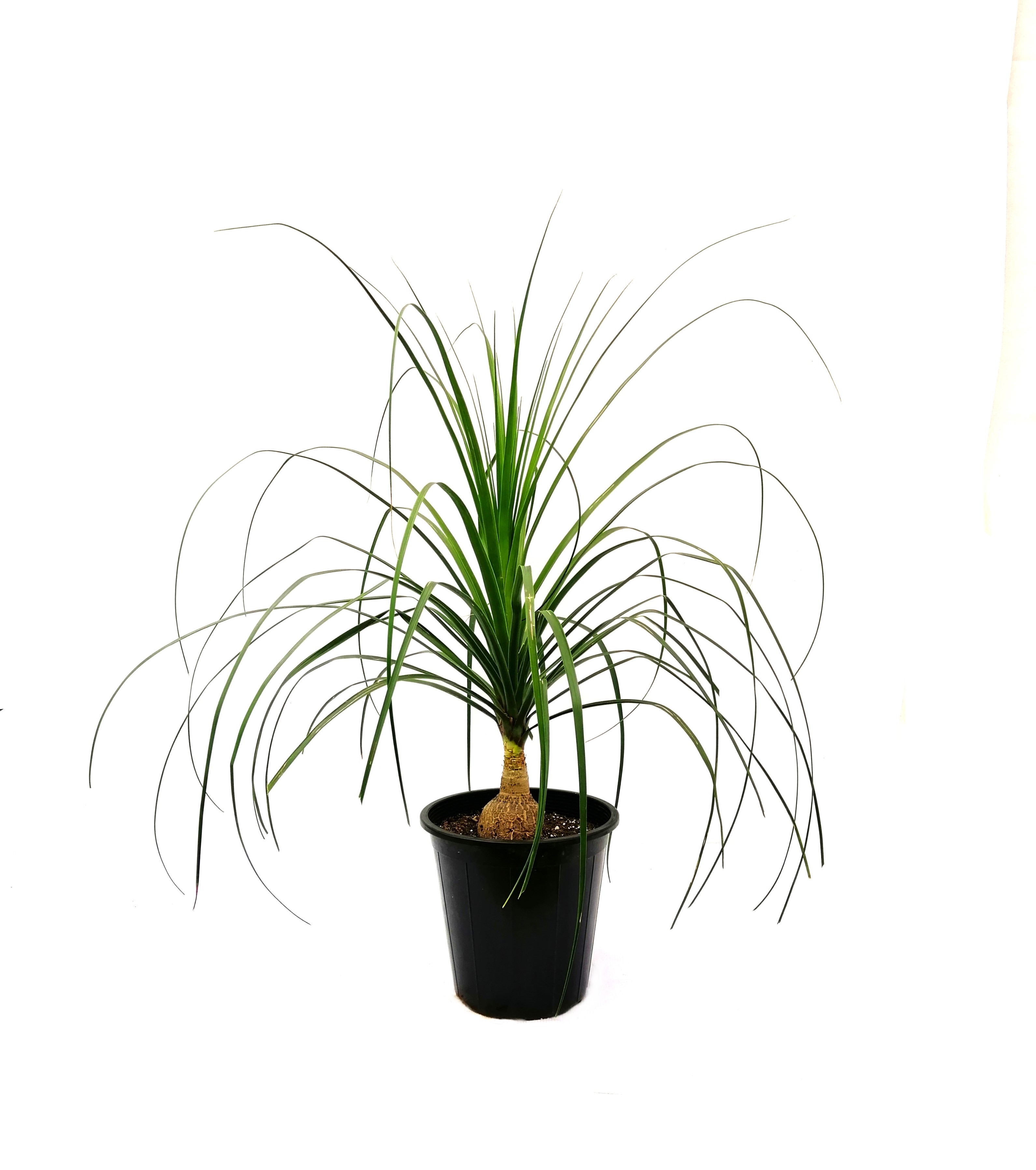Nolina Palm Indoor Plants