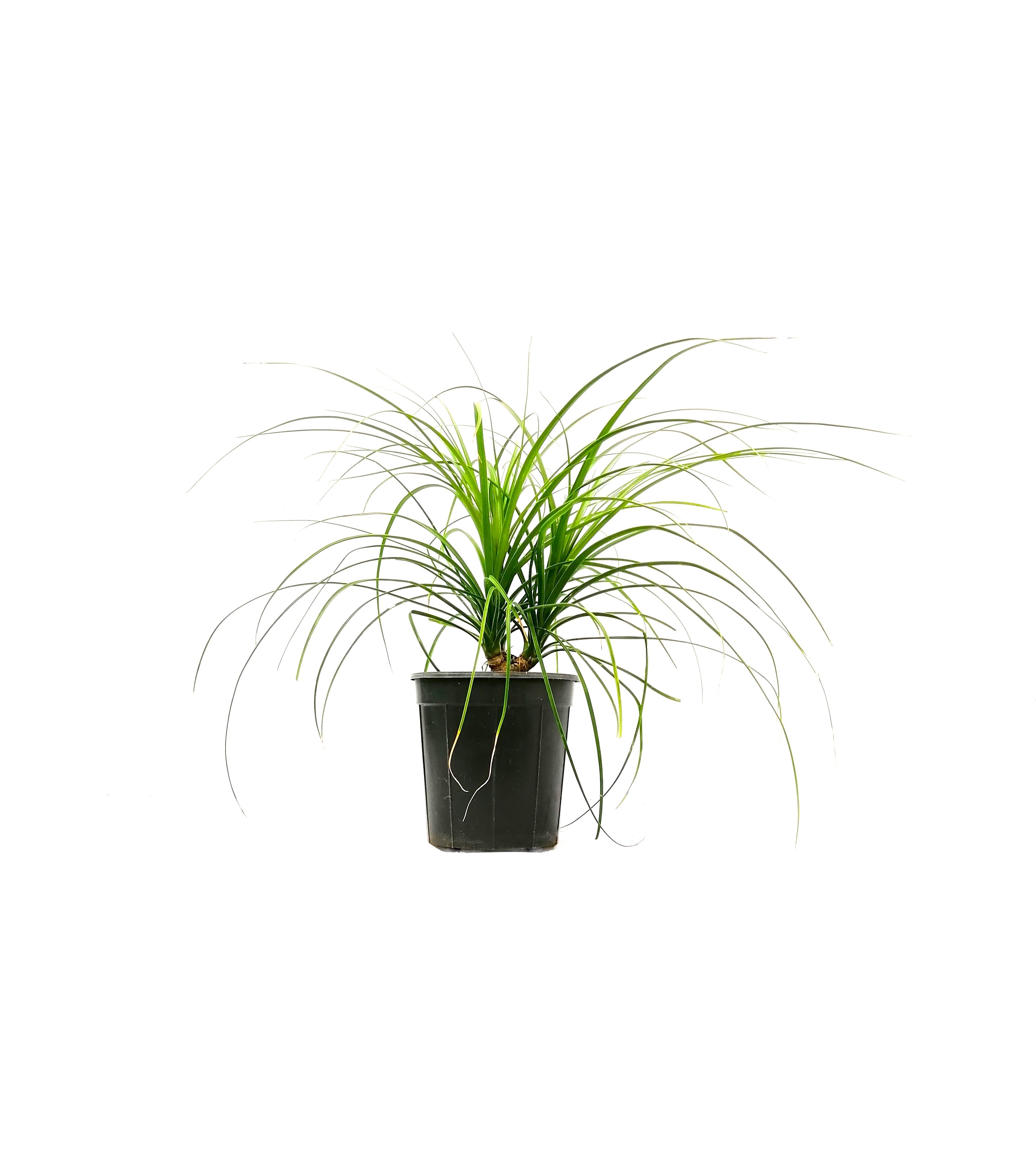 Nolina Multi-Stemmed Indoor Plants