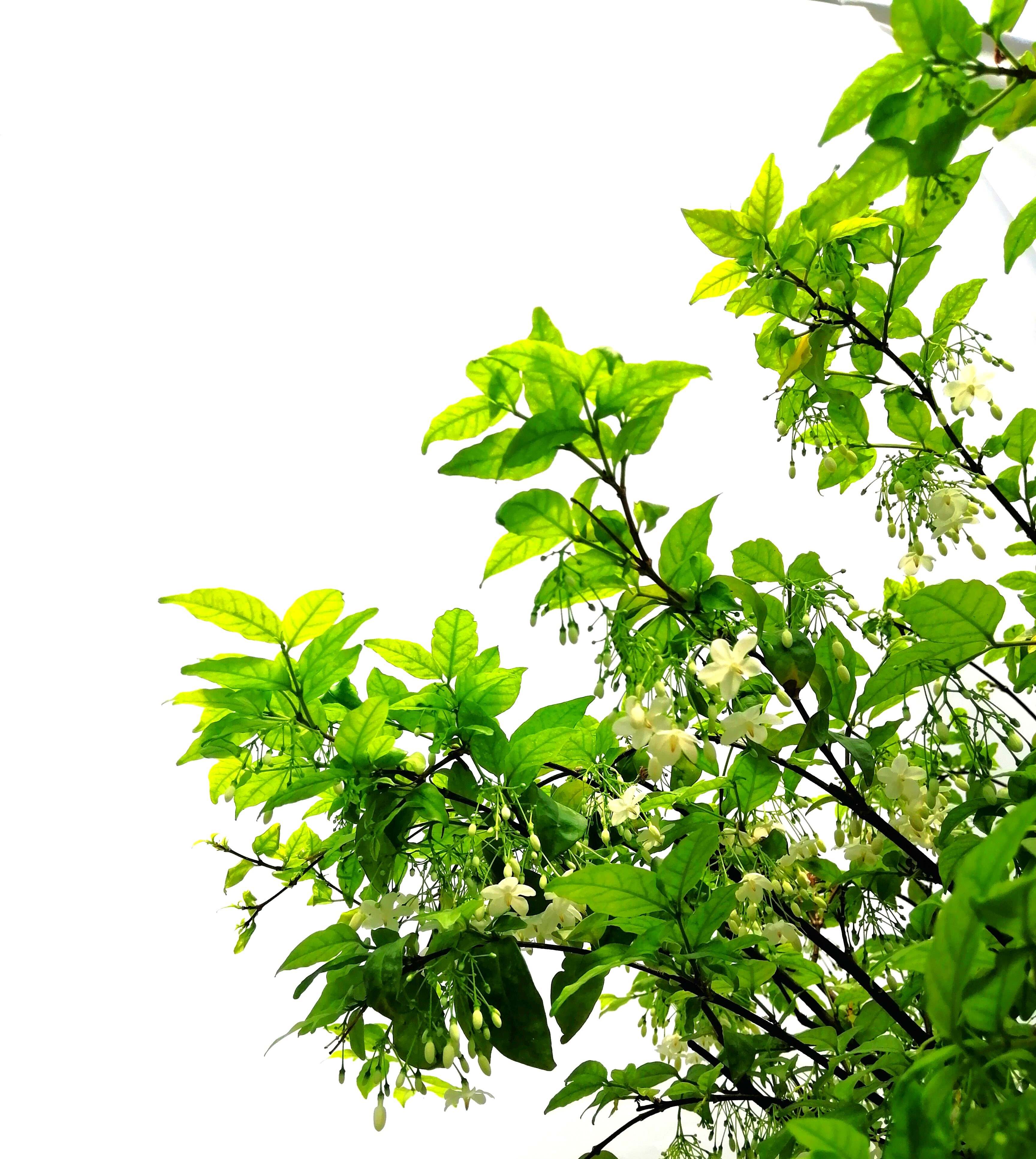 Water Jasmine  Indoor Plants