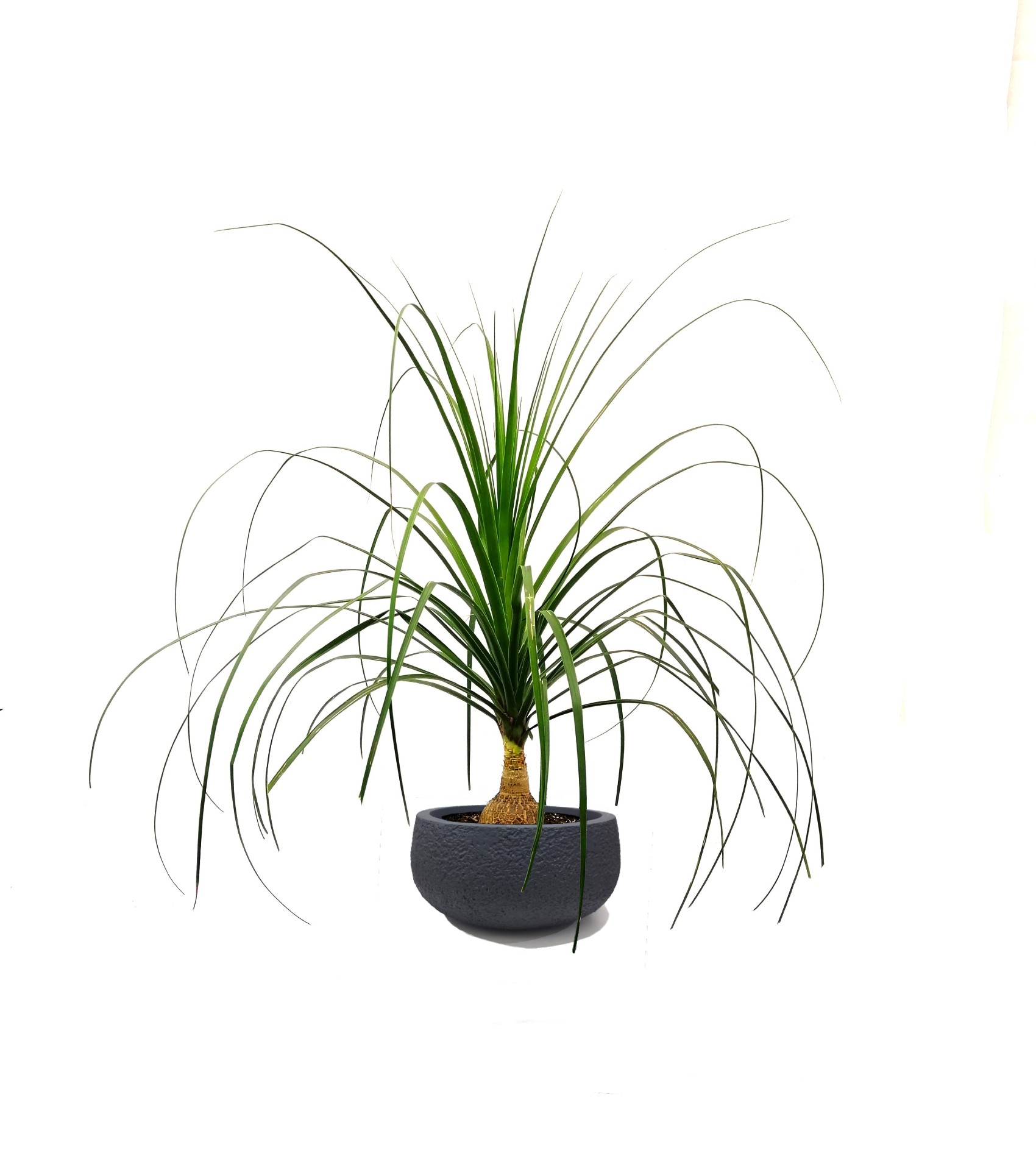 Nolina Palm with pot Value For Money