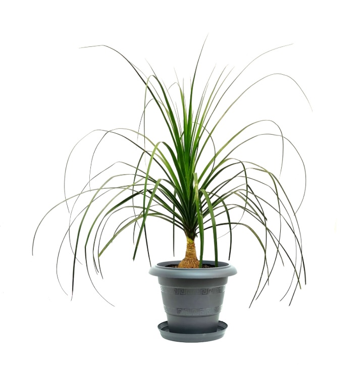 Nolina Palm with Plastic pot Value For Money