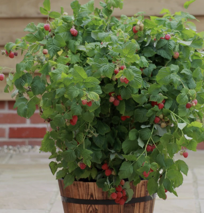 Rusberry Farmbueso Red 'Outdoor Plants'