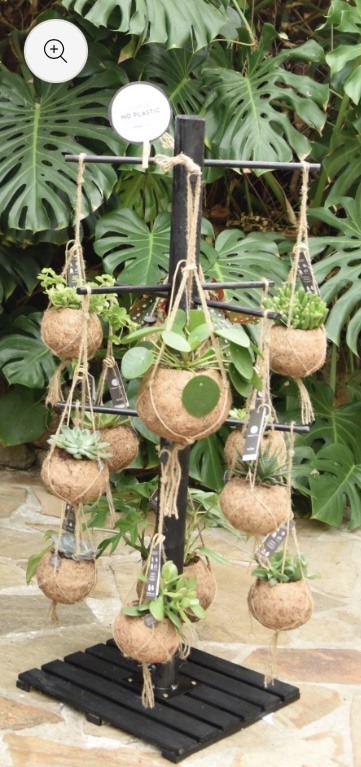 Hanging Plants Mixed Kokodama 'Indoor Plants'