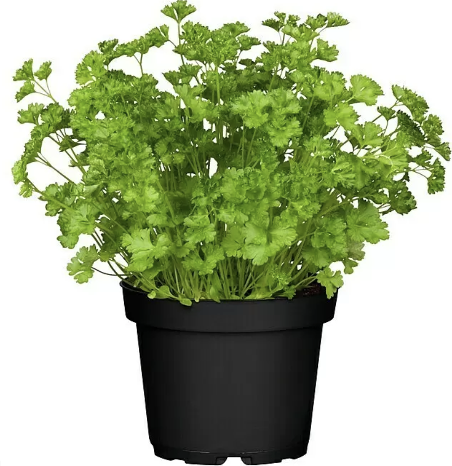 Peterselie Curly 'Outdoor Plants'