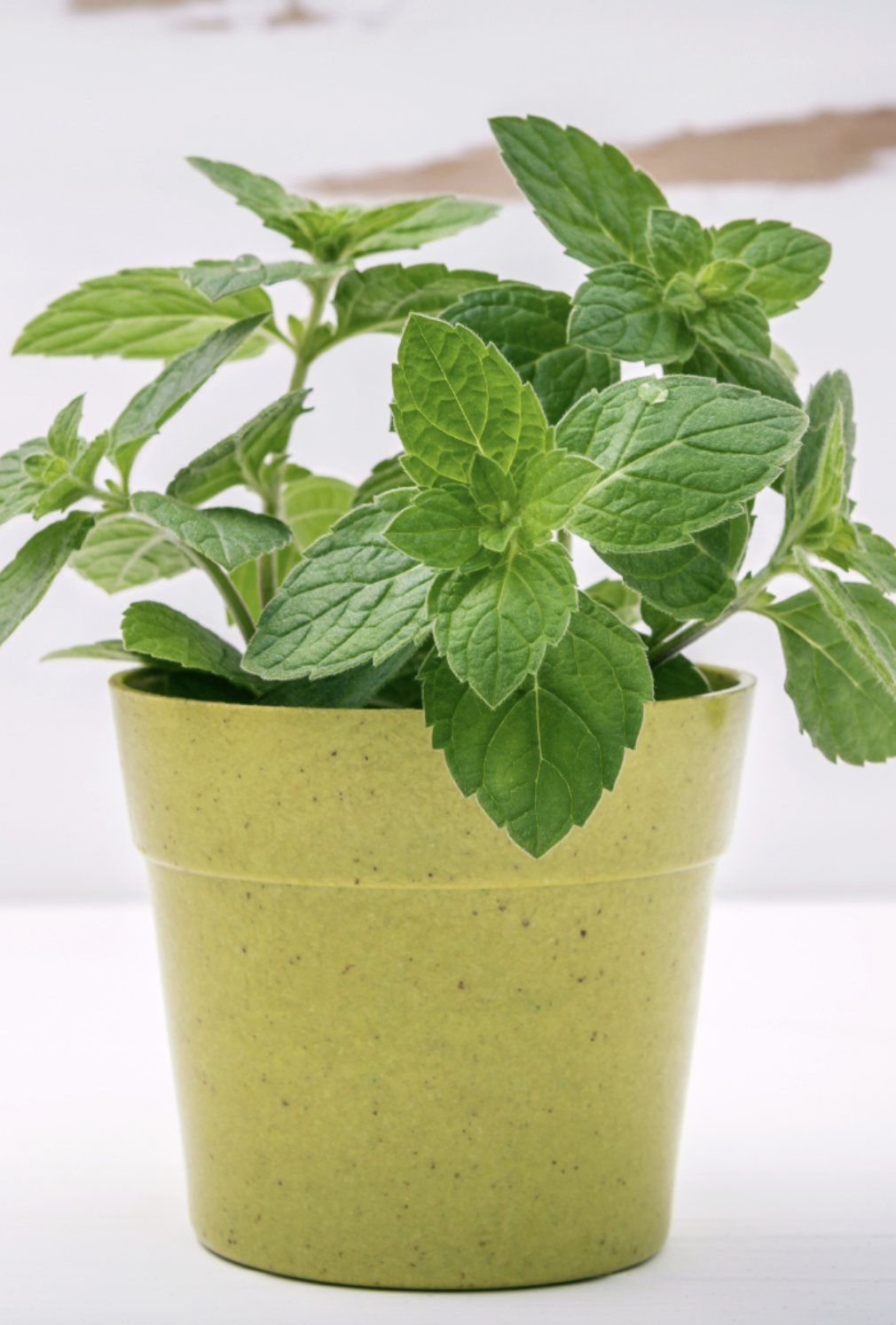 Mentha Spicata Spaermint 'Outdoor Plants'