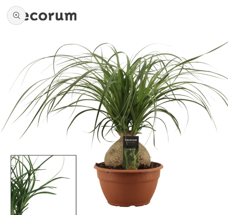 Nolina Recurvata 'Indoor Plants'
