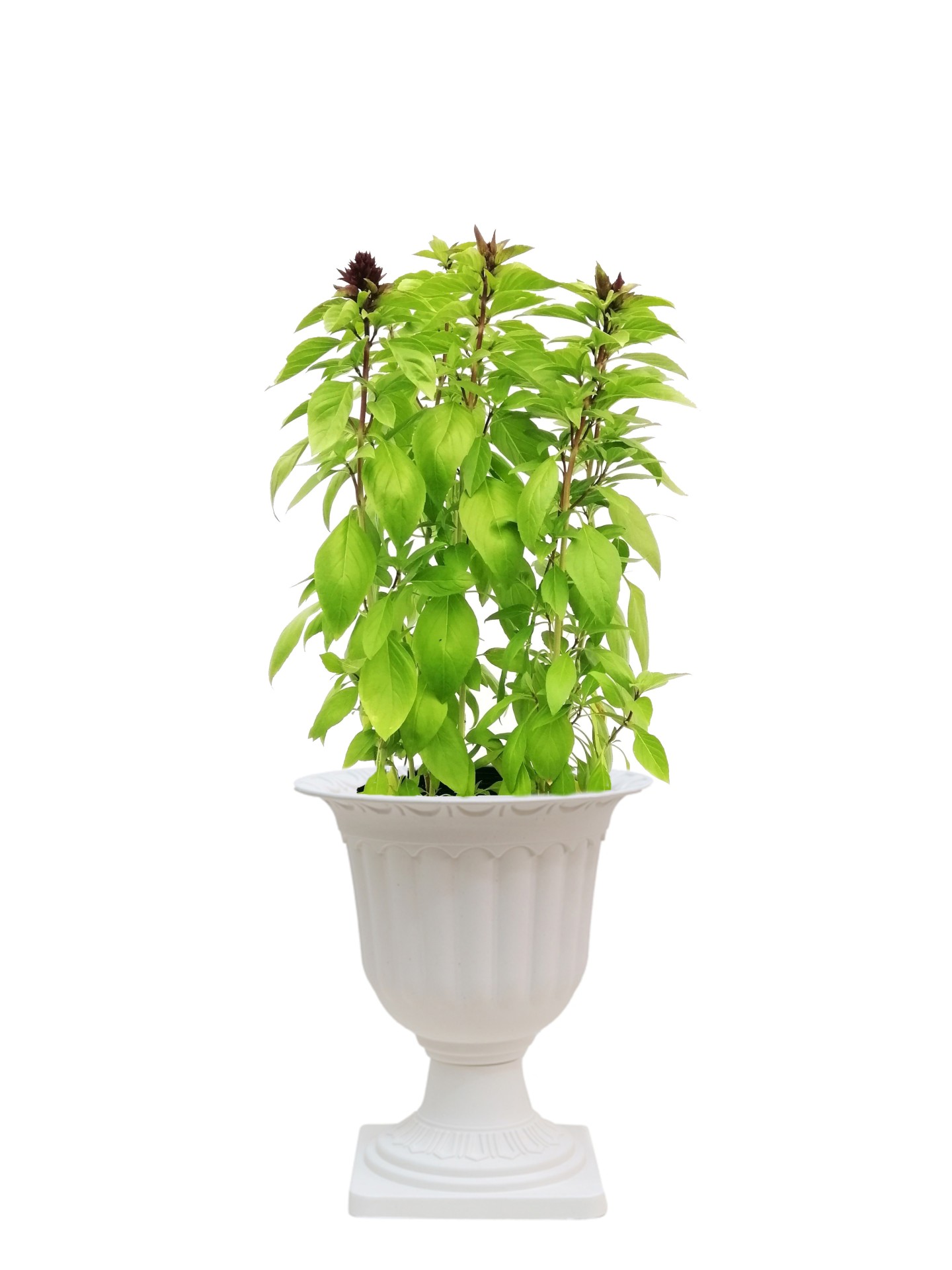 Mashmom Outdoor Plants