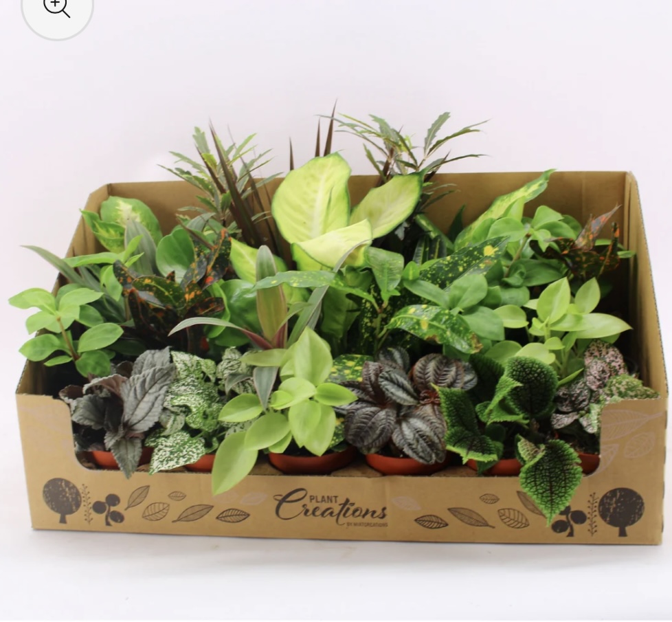 One Of  Mixplant Showbox 'Indoor Plants'