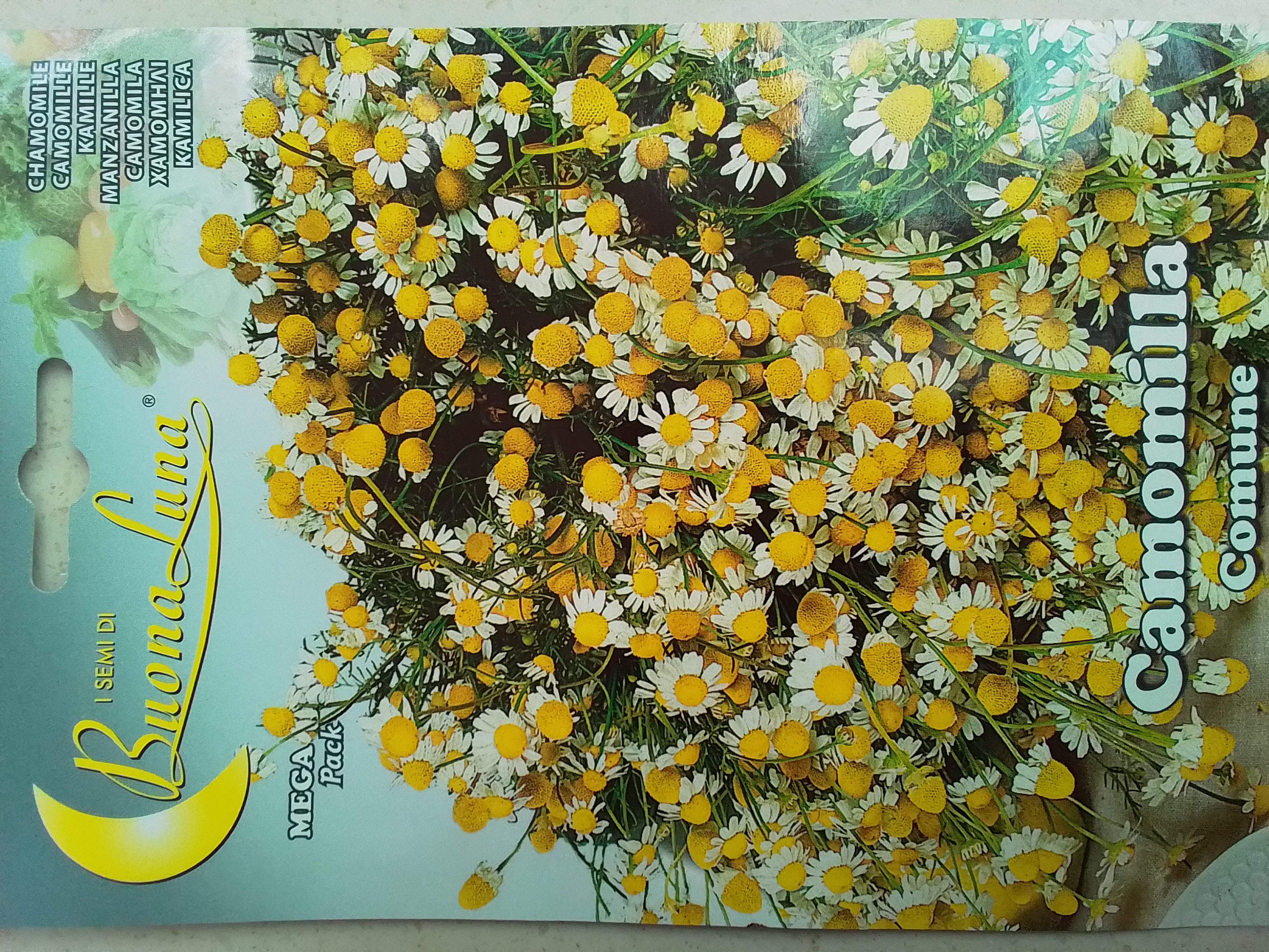 البابونج 'بذور'
