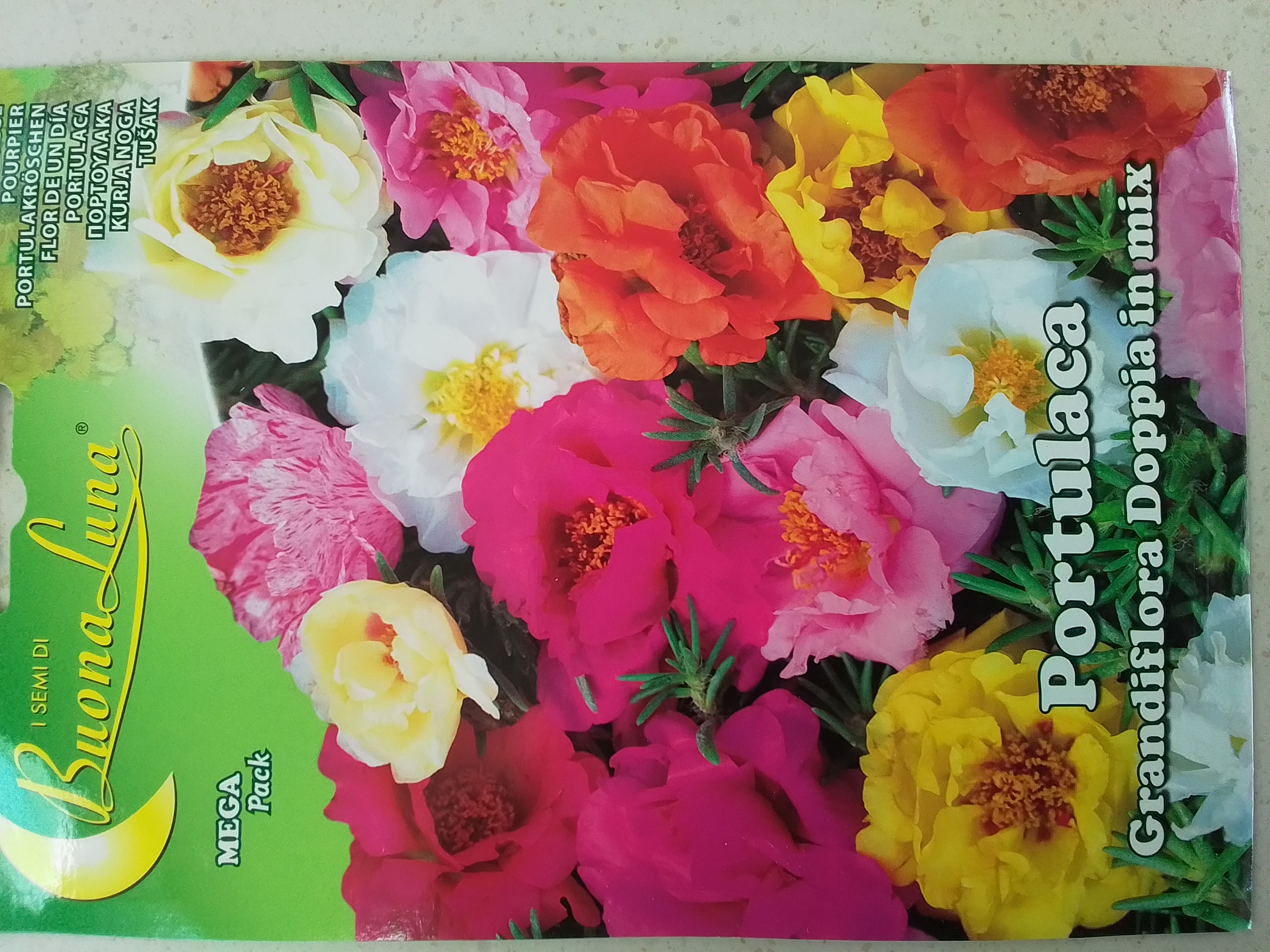 Moss Rose 'Seeds'