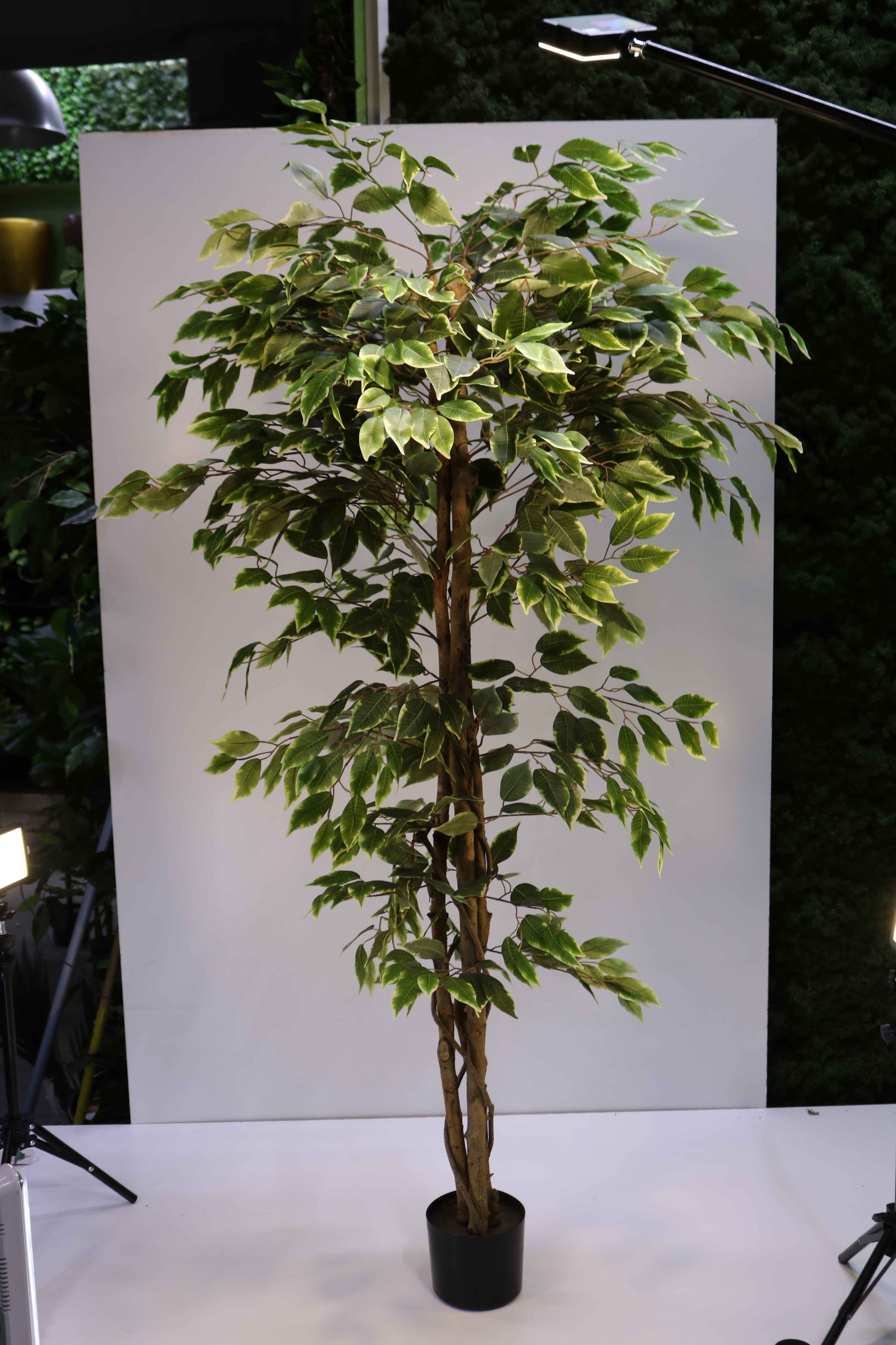 FICUS VARIEGATE 120 CM Artificial Plants