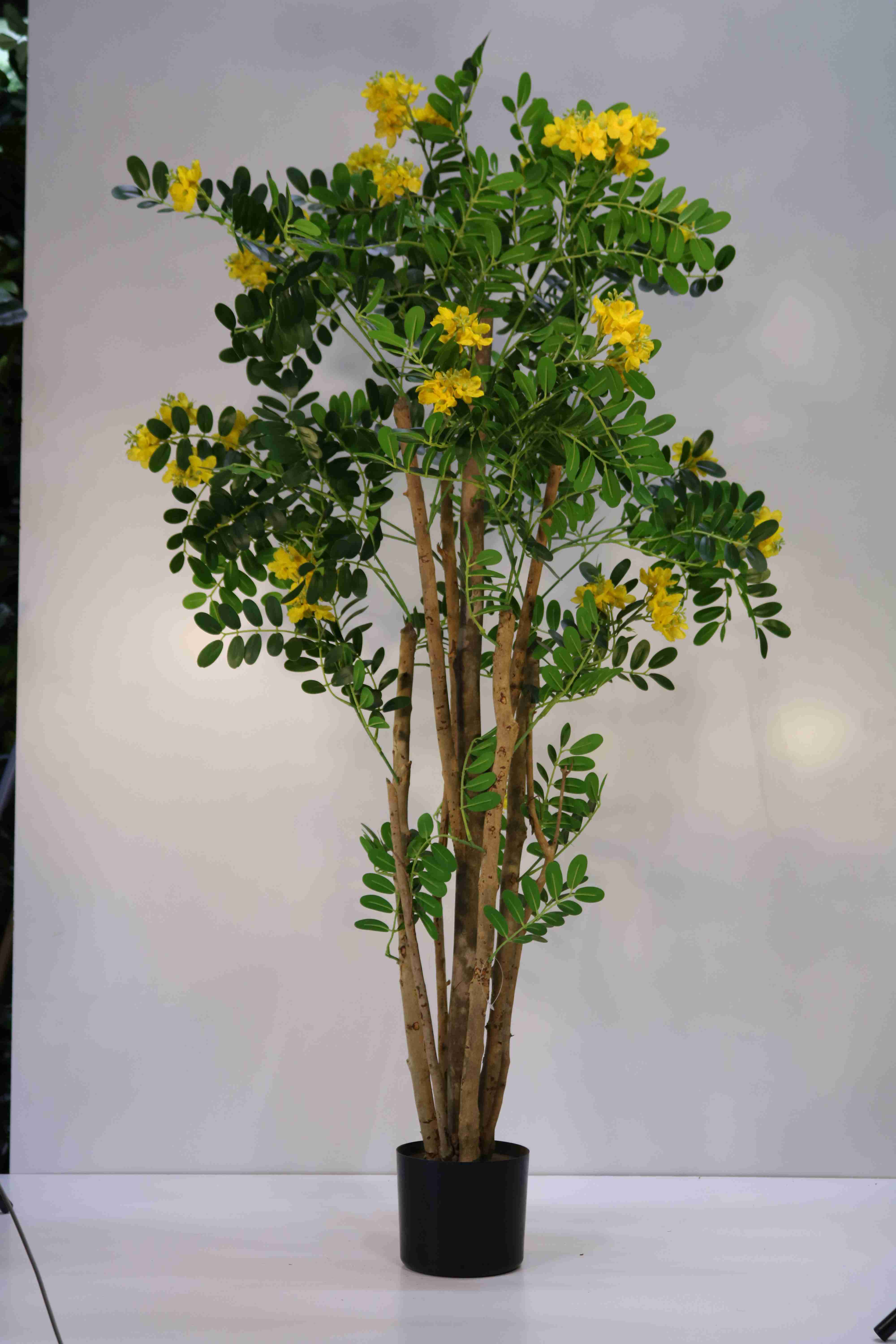 CARGANA ARBORESCENS 180 CM Artificial Plants