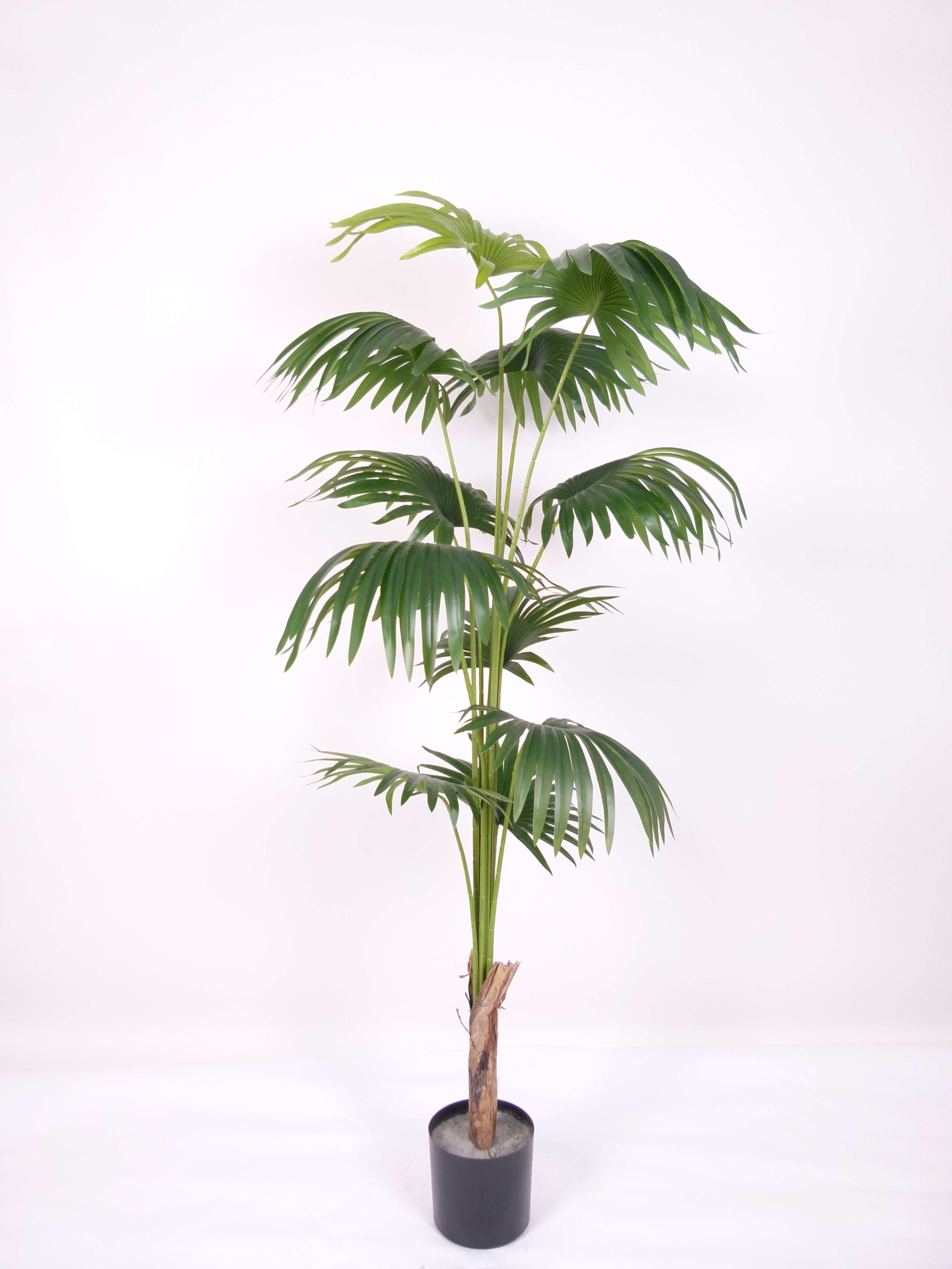 FAN PALM 200 CM Artificial Plants